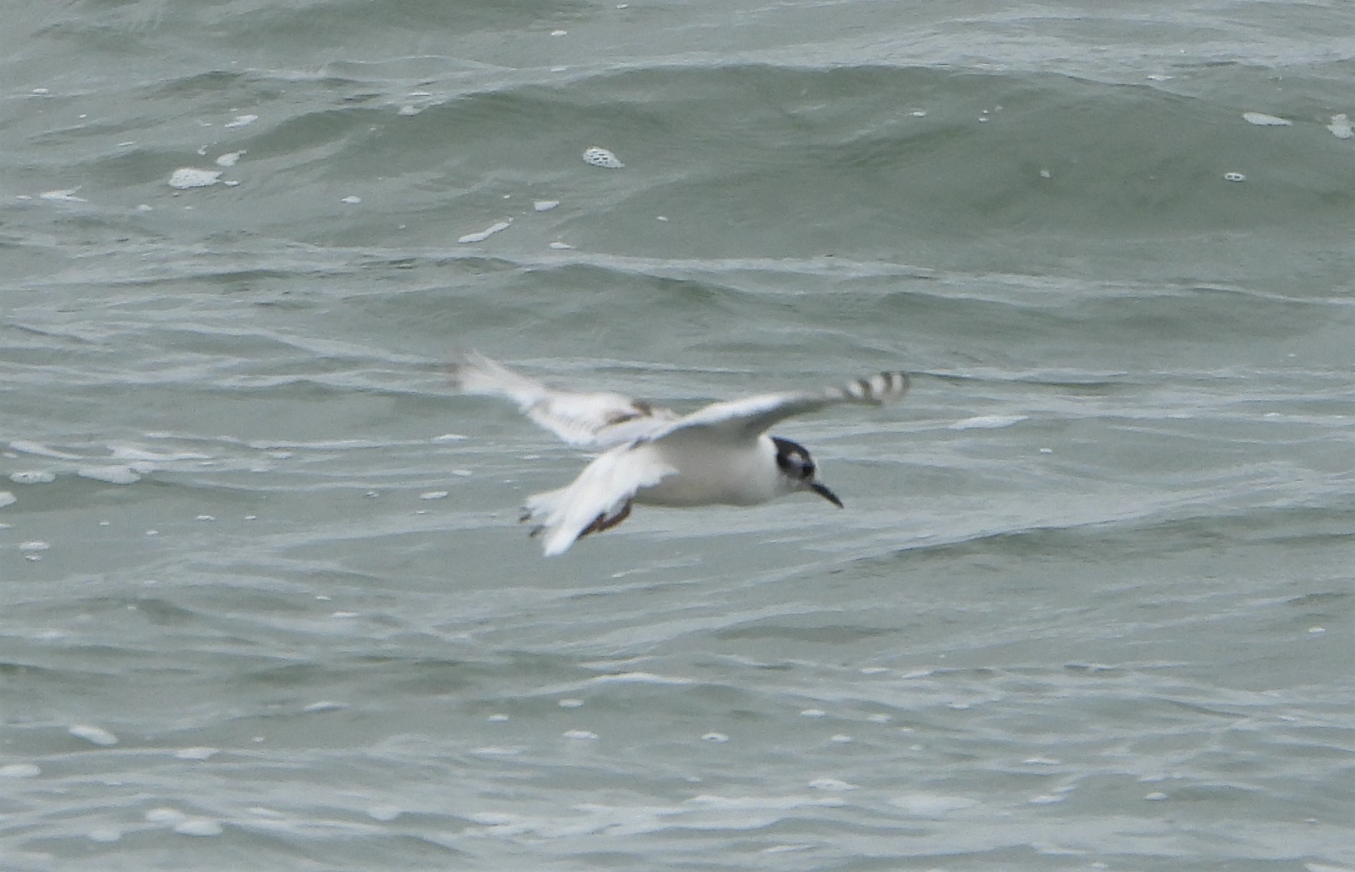 Little Gull - 29-06-2021