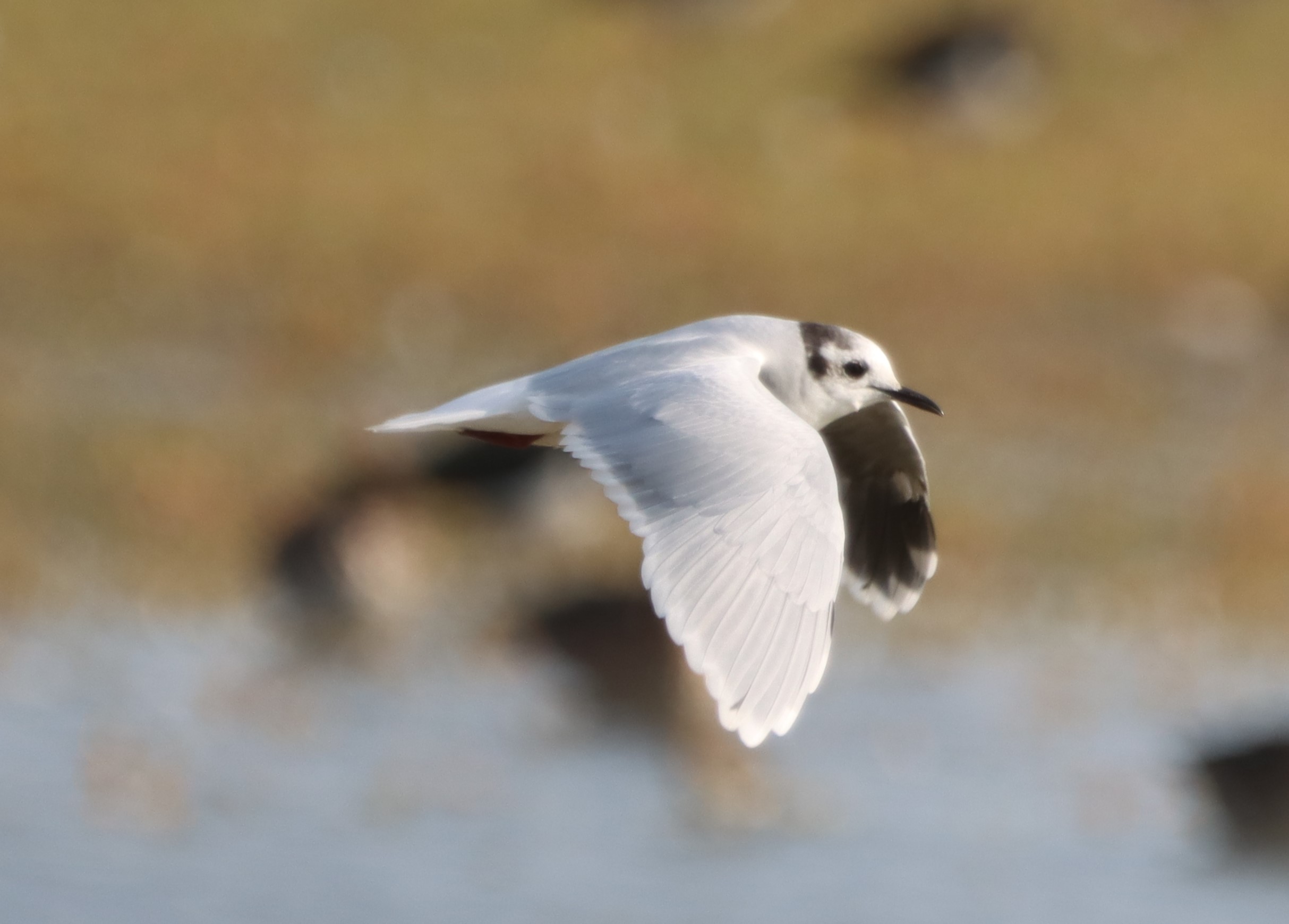 Little Gull - 04-10-2023