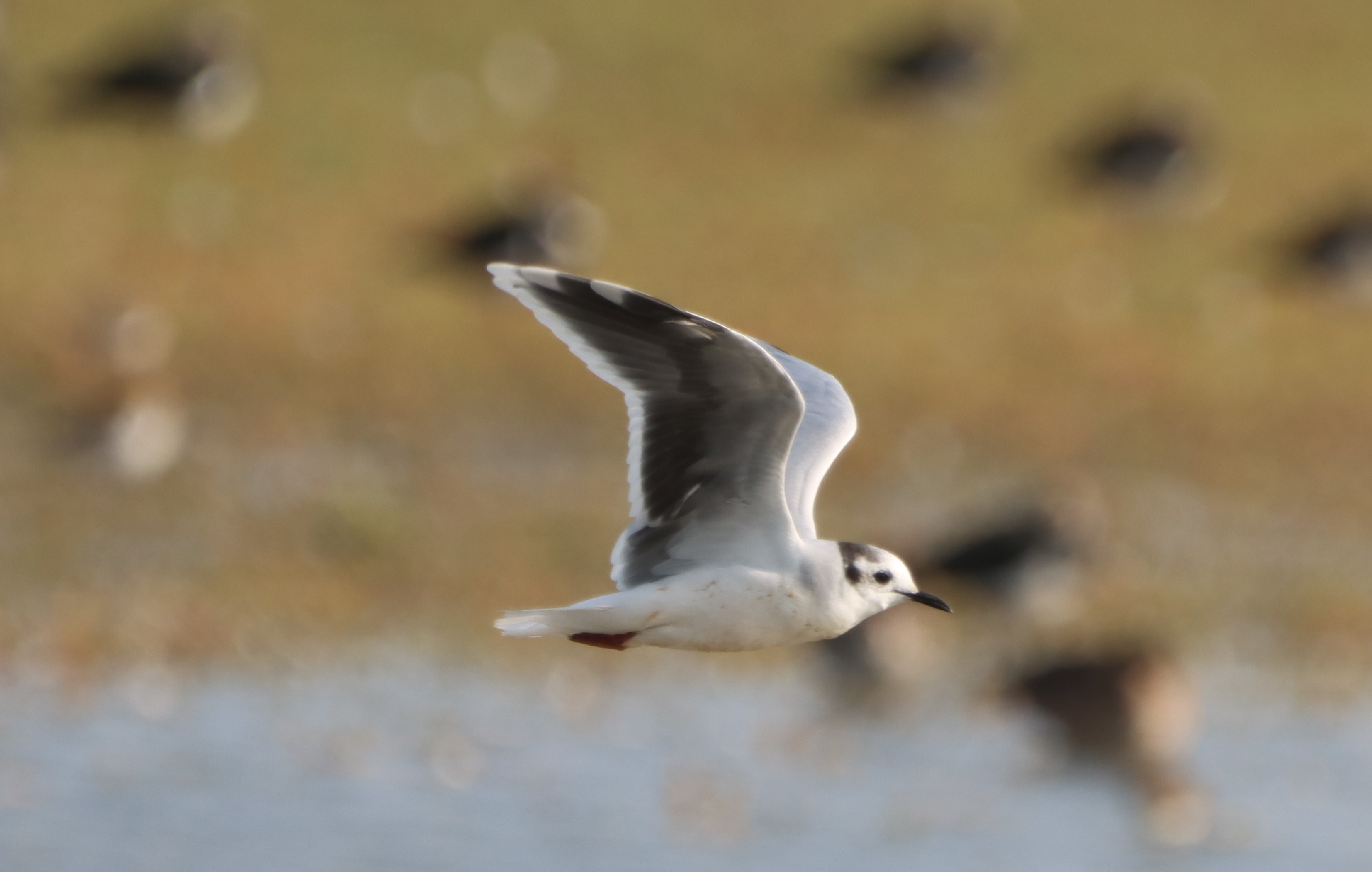 Little Gull - 04-10-2023