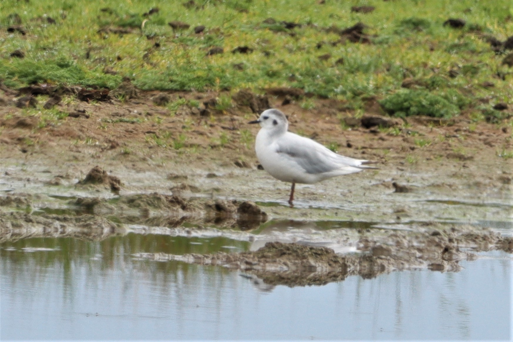 Little Gull - 01-08-2021