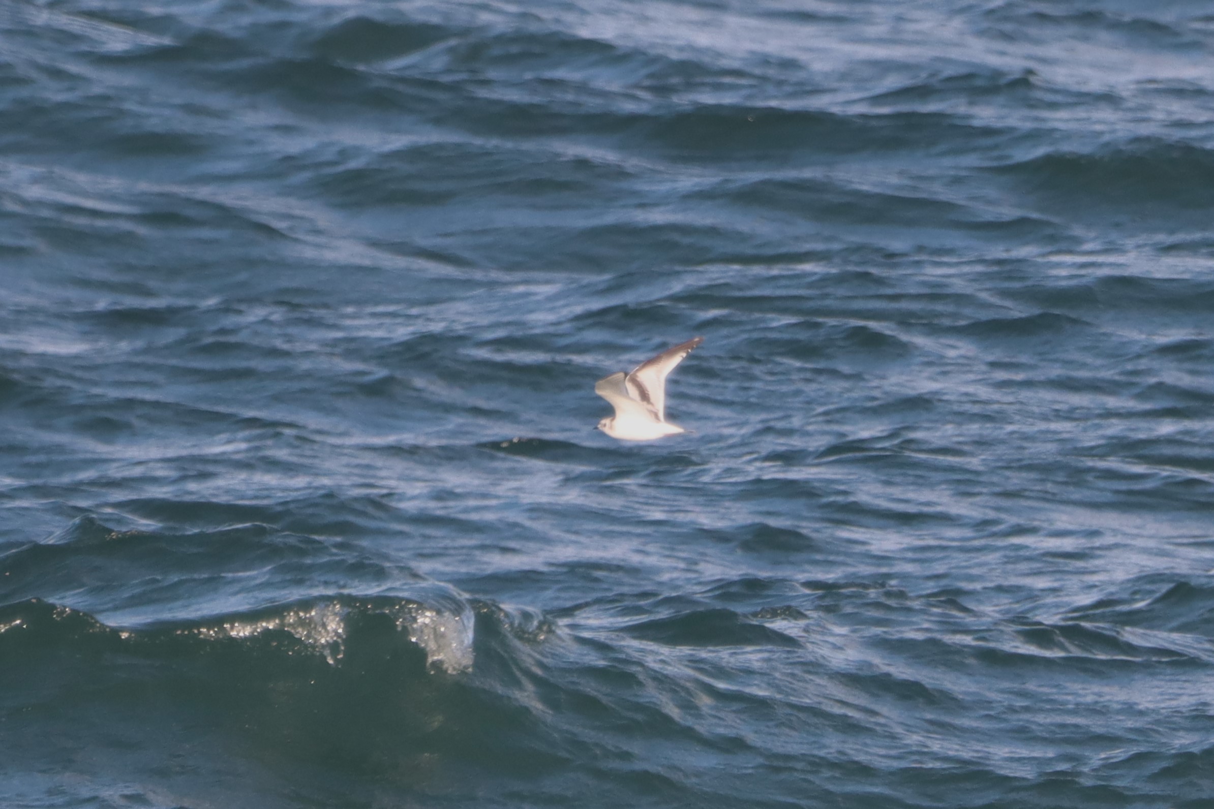 Little Gull - 16-10-2026