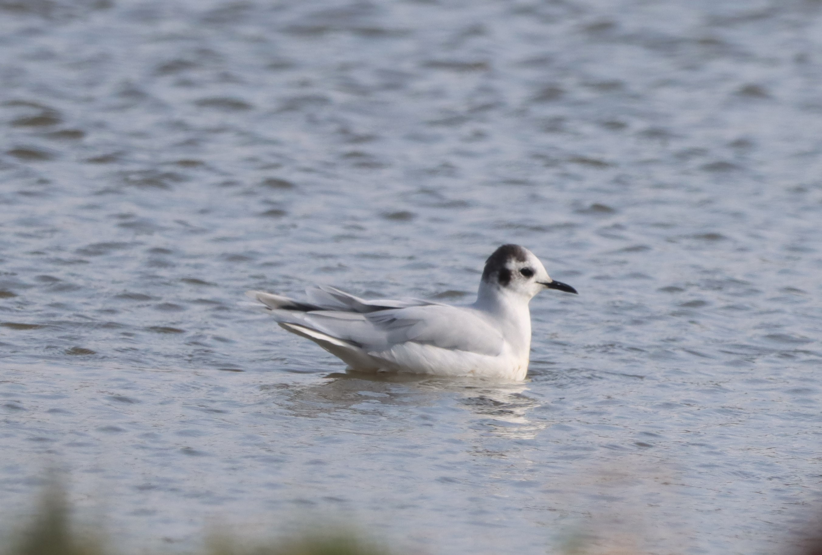 Little Gull - 04-10-2023