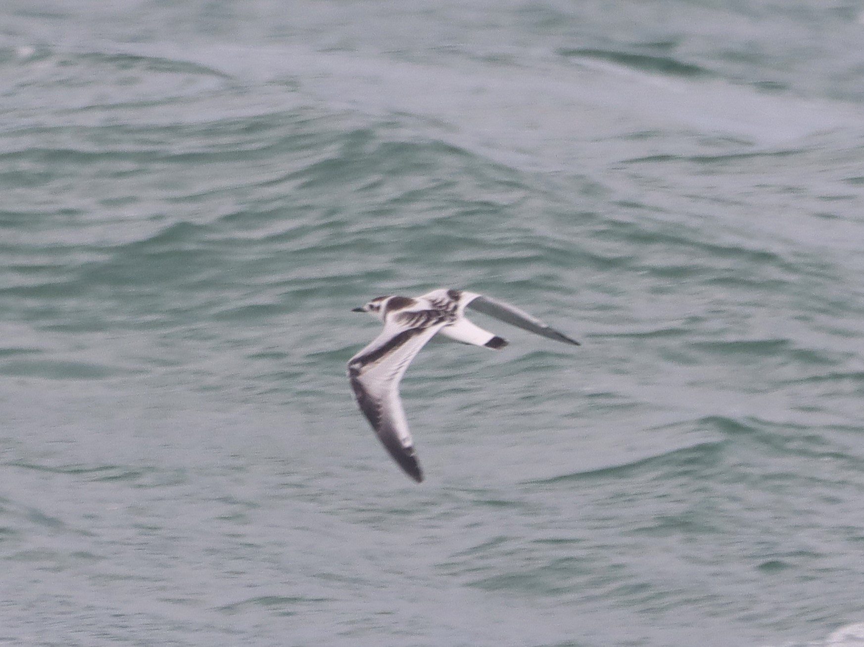 Little Gull - 21-08-2026