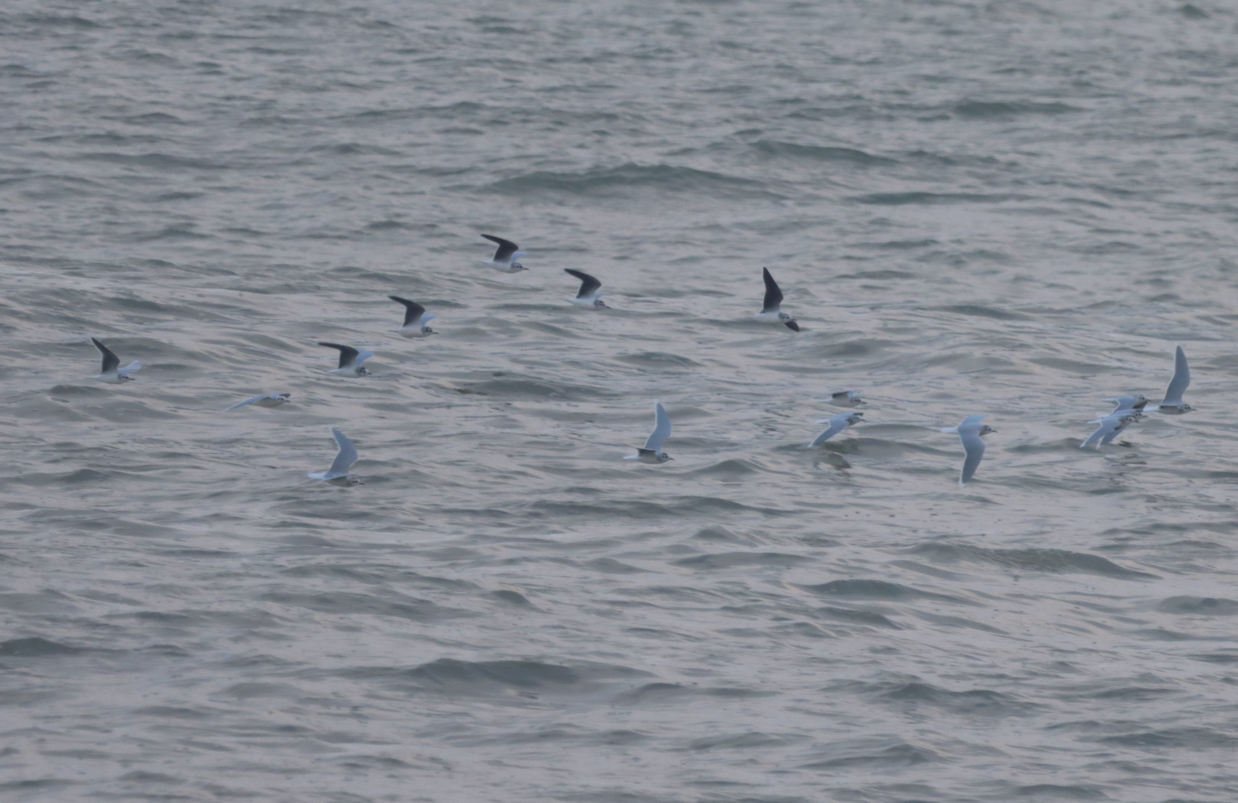 Little Gull - 22-10-2023