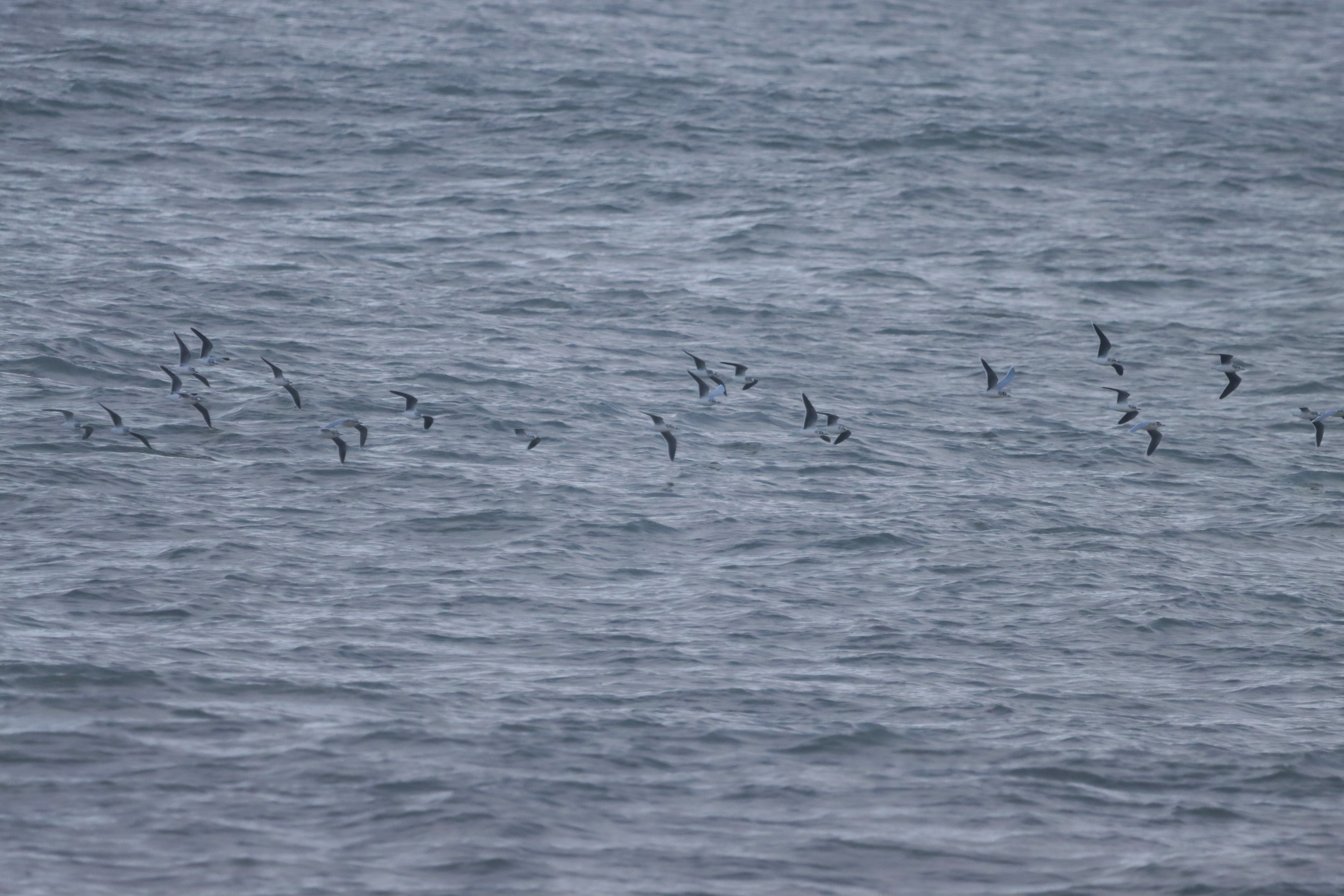 Little Gull - 22-10-2023