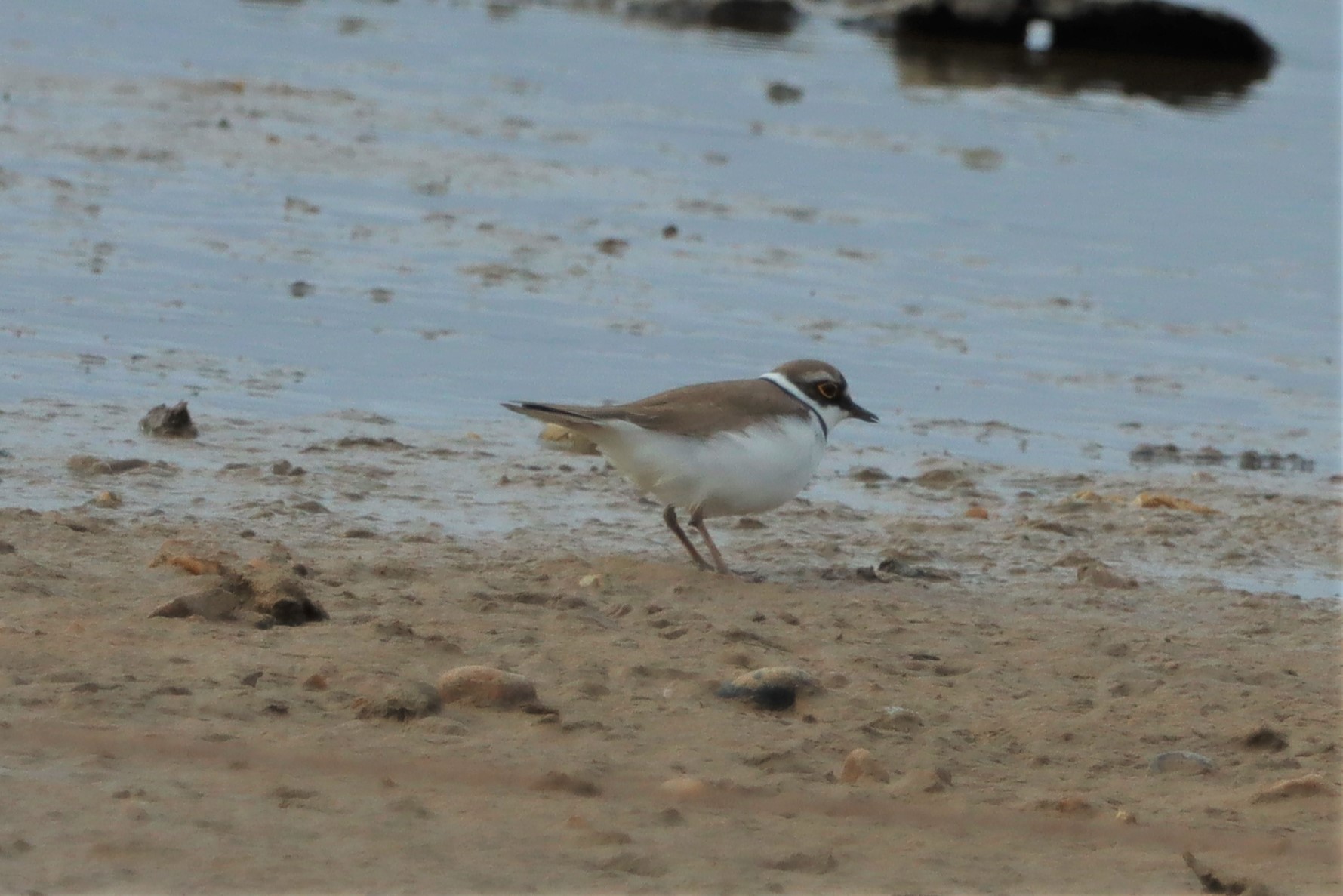 Little Ringed Plover - 28-03-2021