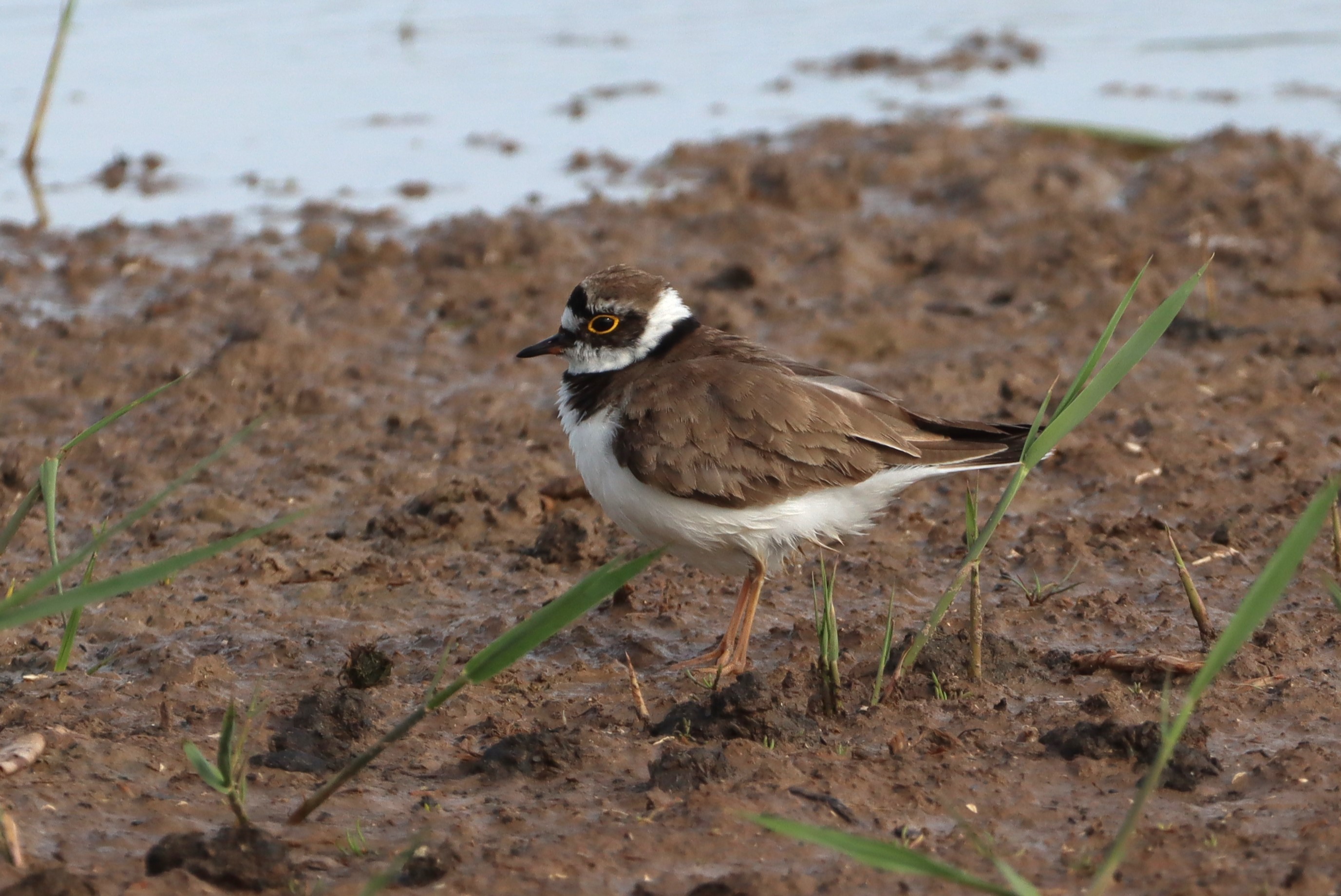 Little Ringed Plover - 03-06-2026