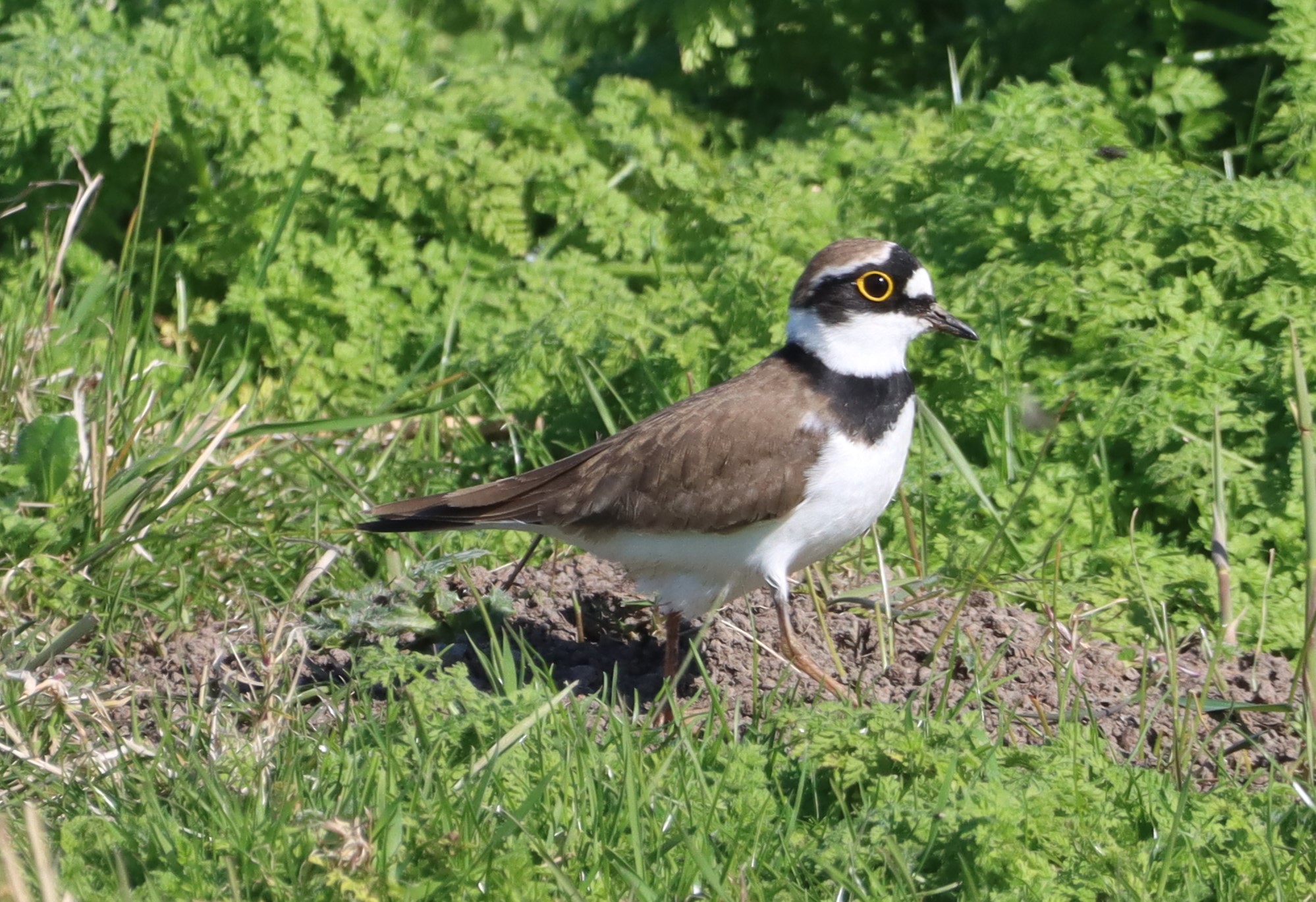 Little Ringed Plover - 06-04-2026