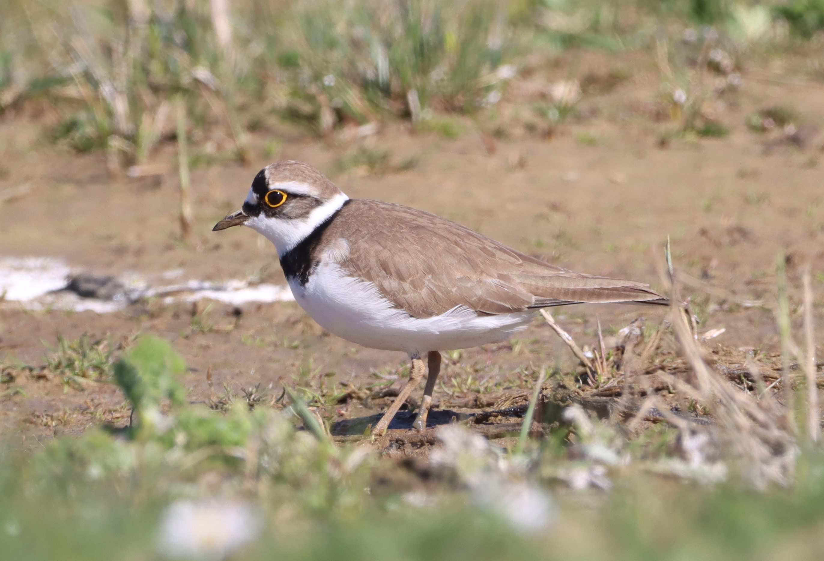 Little Ringed Plover - 06-04-2026