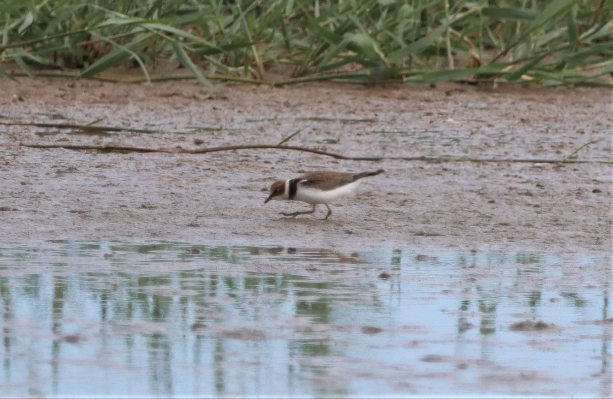 Little Ringed Plover - 02-07-2022