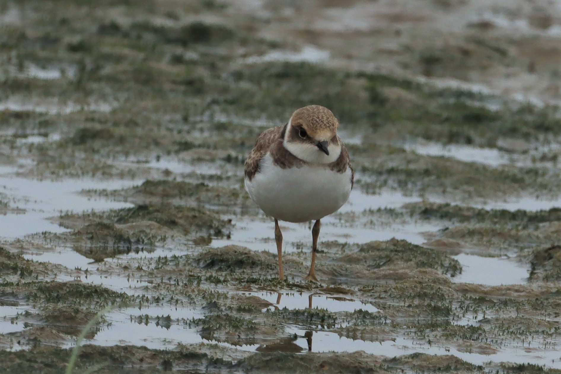 Little Ringed Plover - 01-08-2021