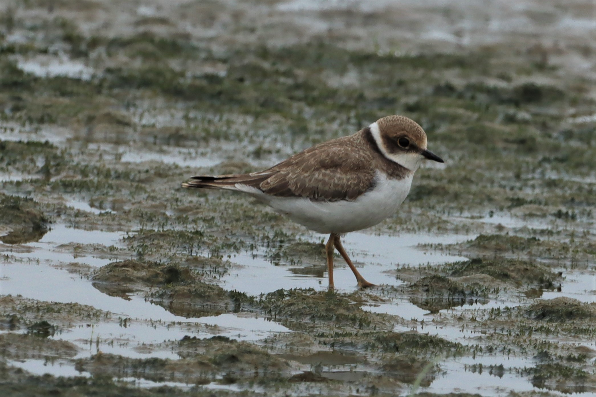 Little Ringed Plover - 01-08-2021