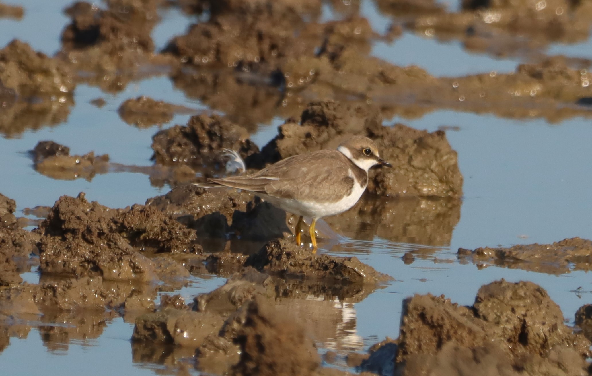 Little Ringed Plover - 15-08-2025