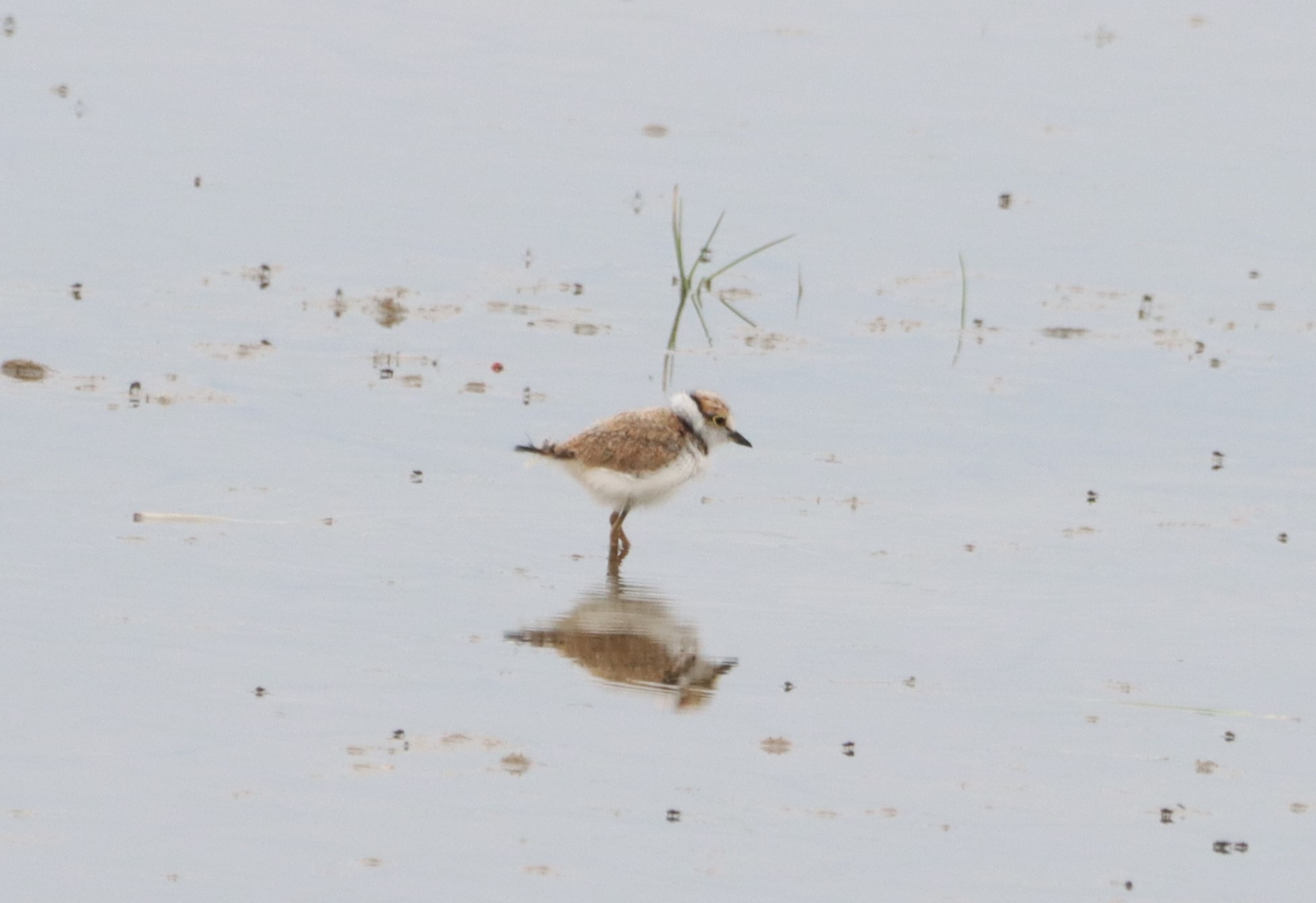 Little Ringed Plover - 28-07-2026