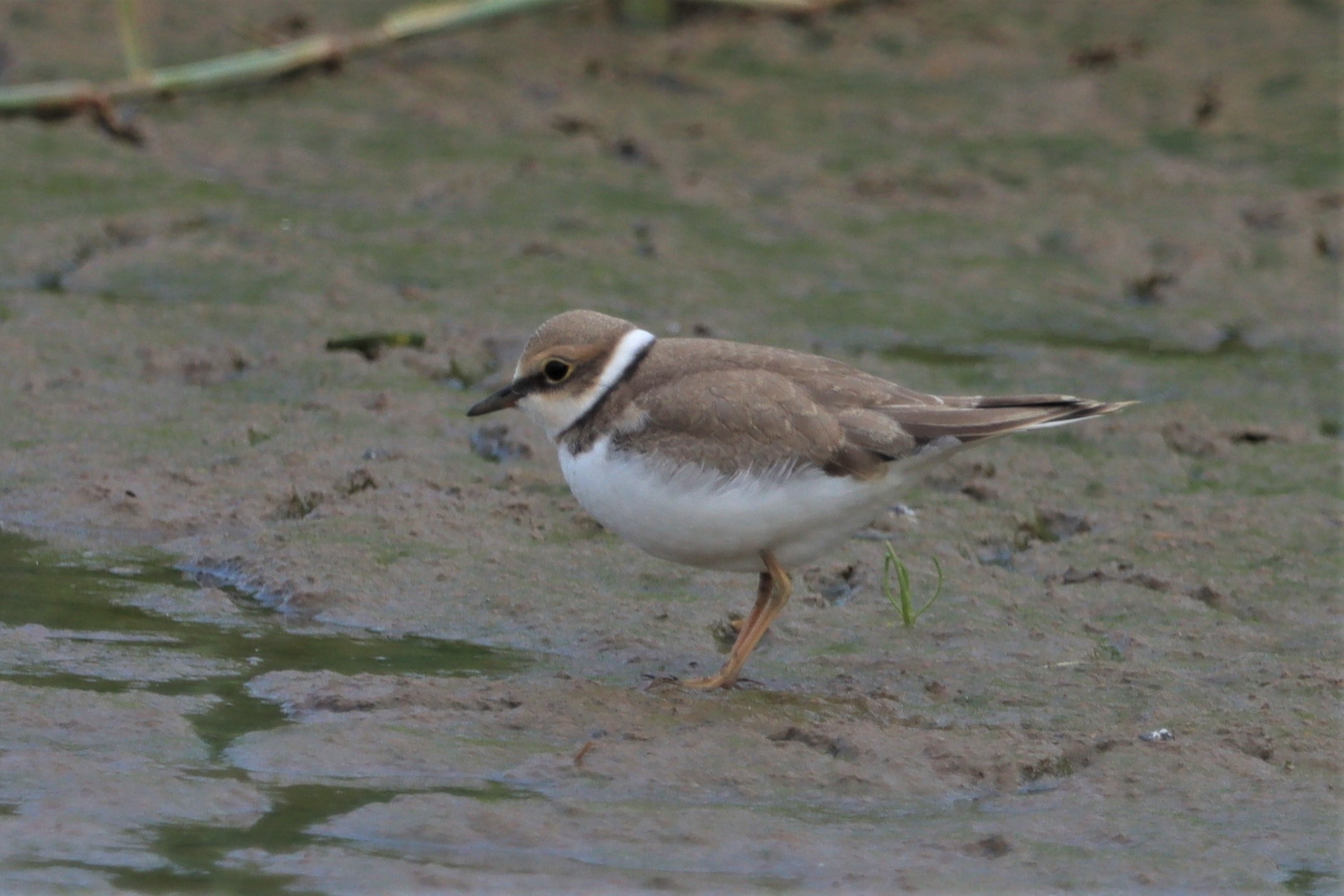 Little Ringed Plover - 09-08-2021