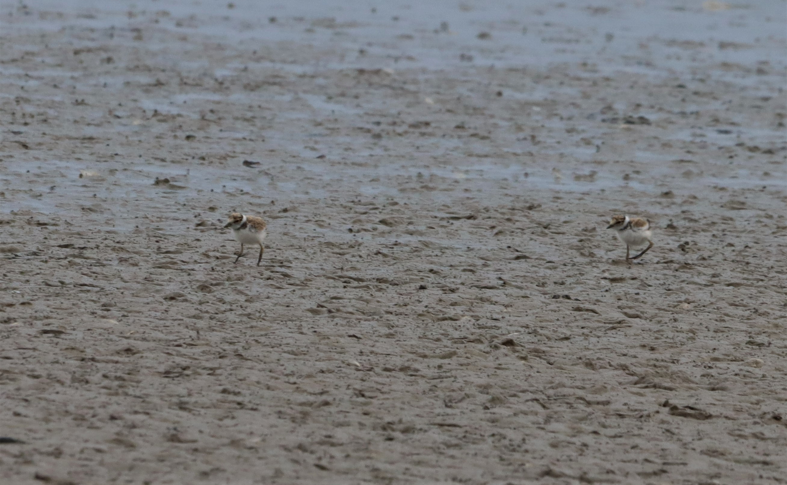 Little Ringed Plover - 20-07-2022