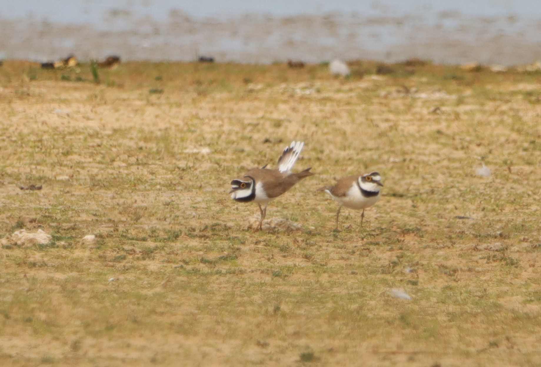 Little Ringed Plover - 18-05-2023