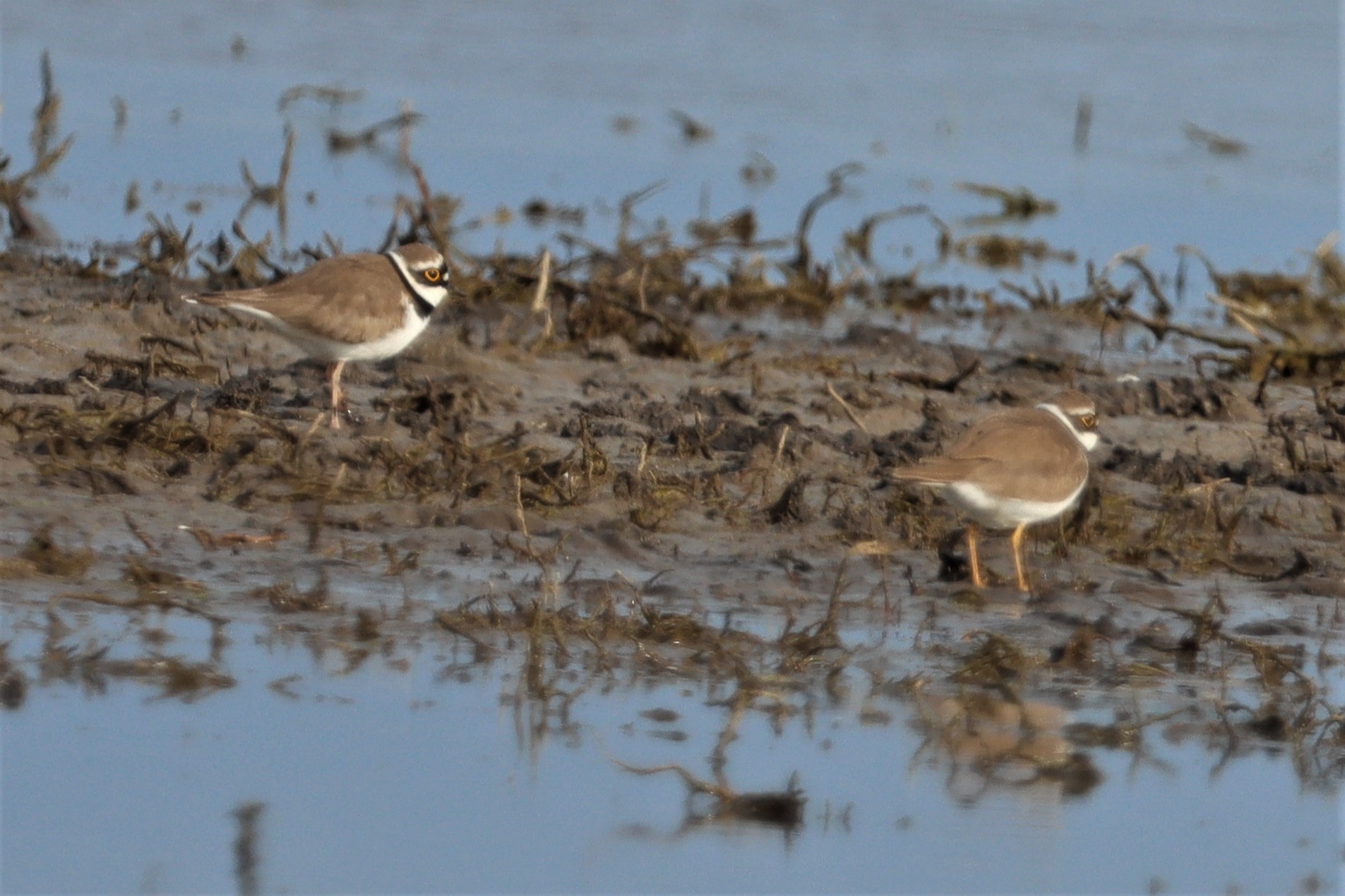 Little Ringed Plover - 21-04-2021