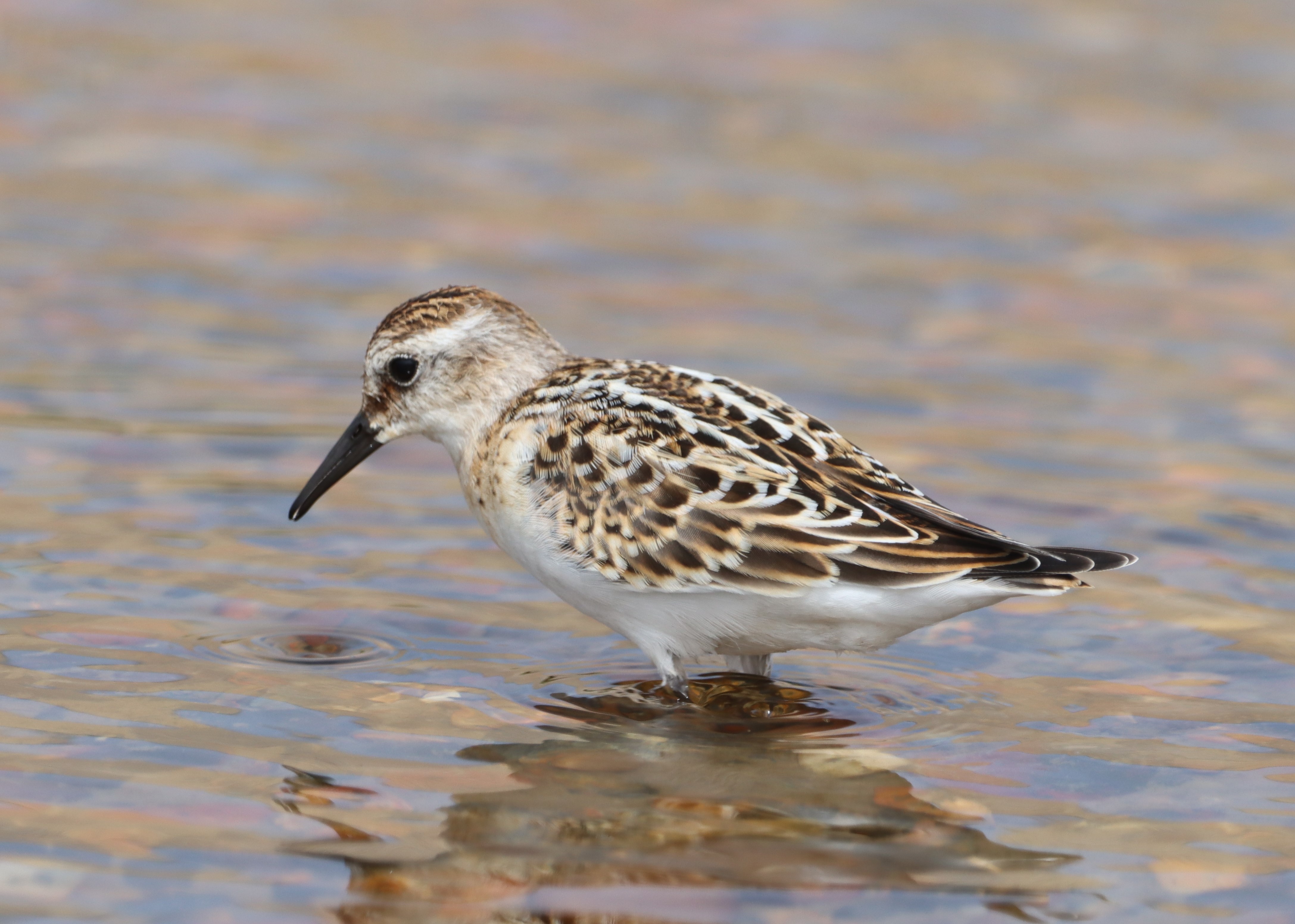 Little Stint - 17-08-2023