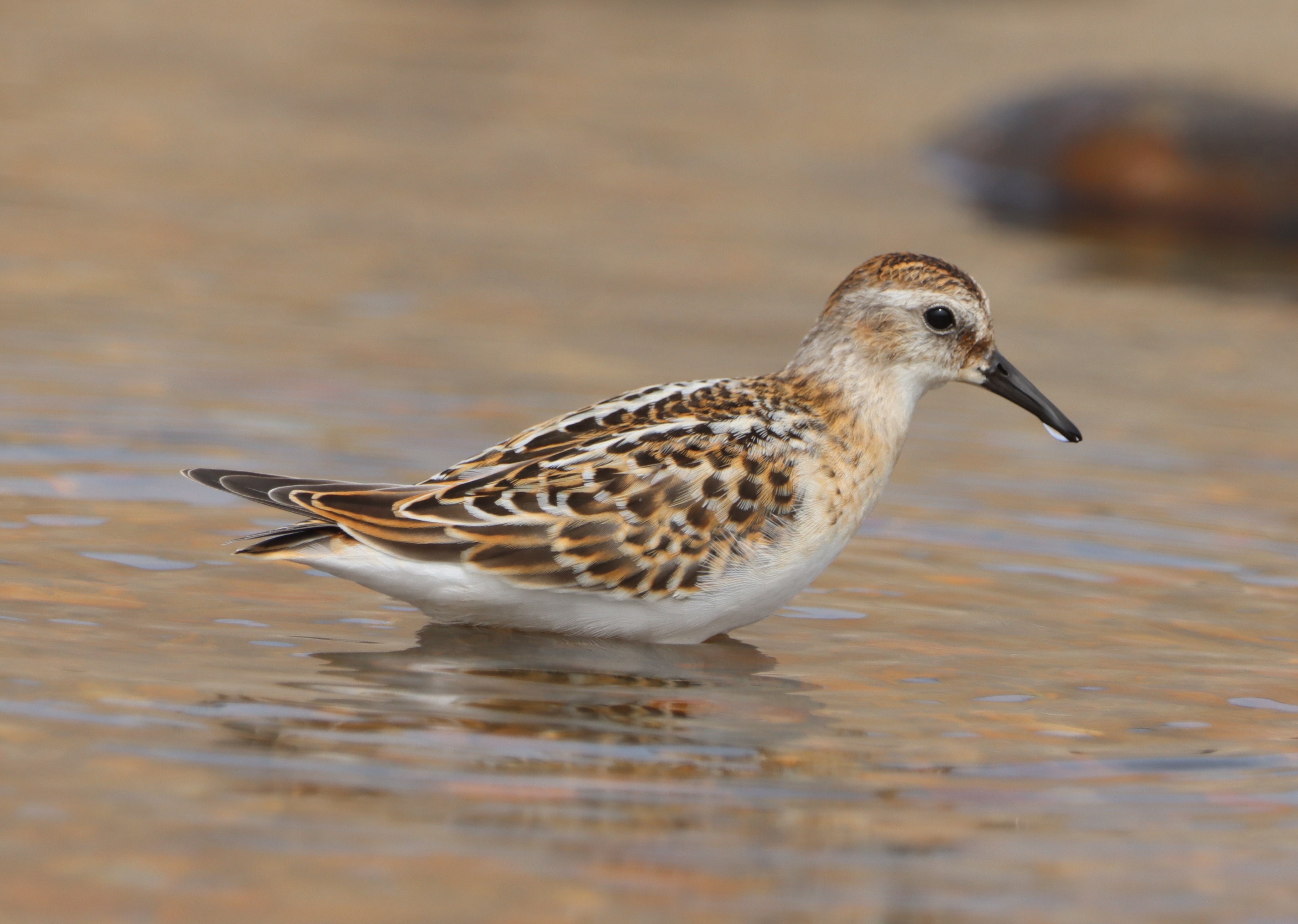 Little Stint - 17-08-2023