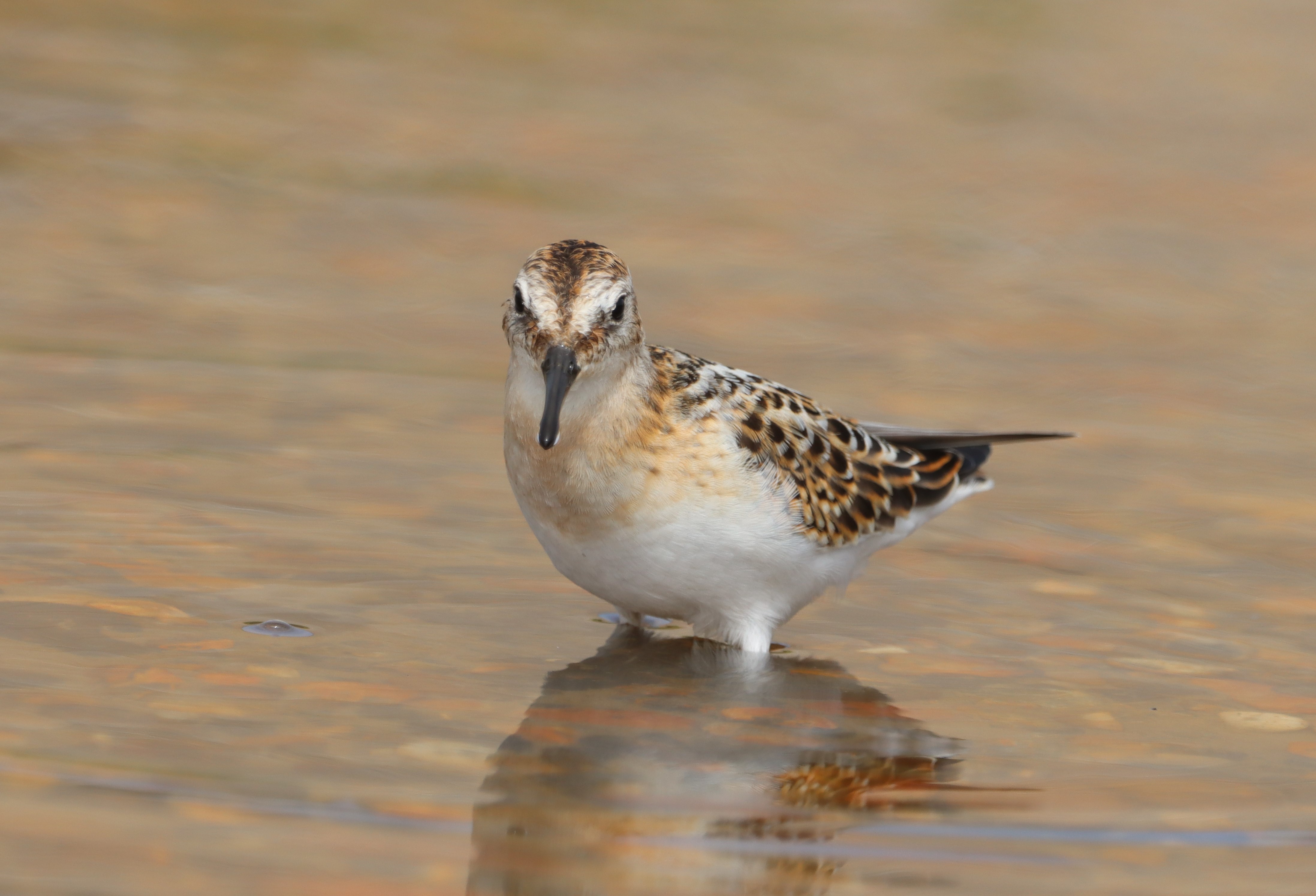 Little Stint - 17-08-2023