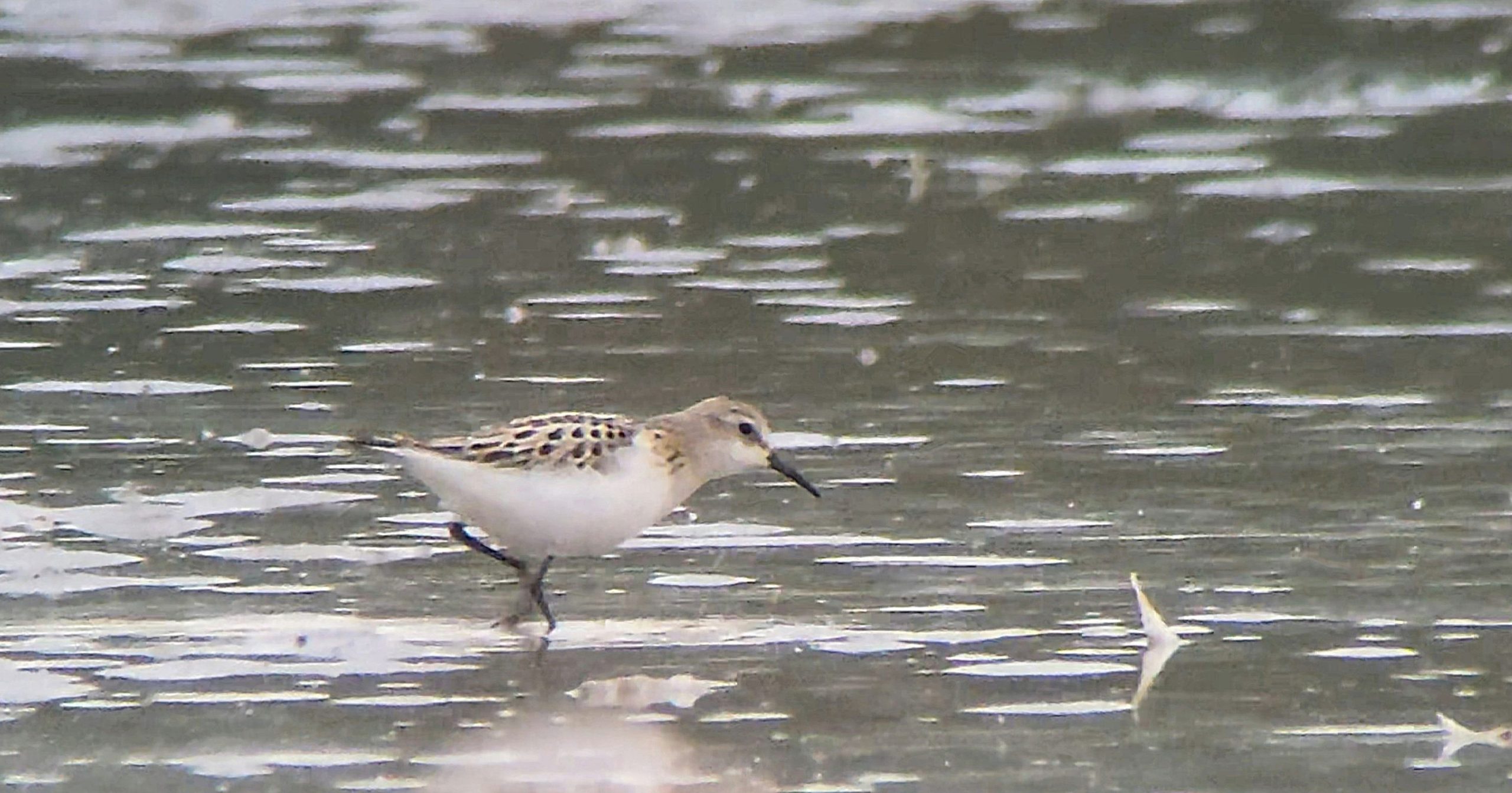 Little Stint - 14-10-2026