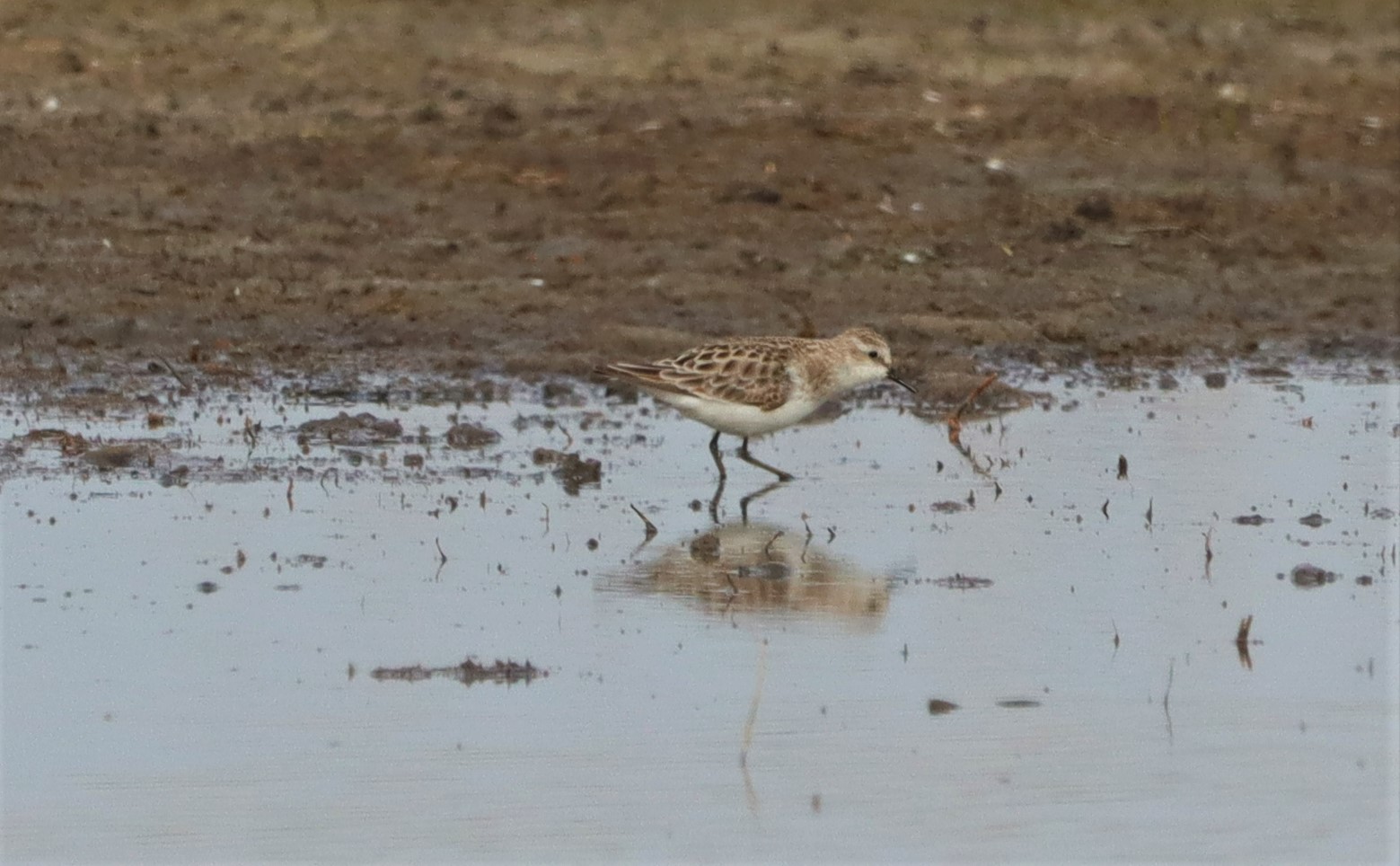 Little Stint - 04-05-2022