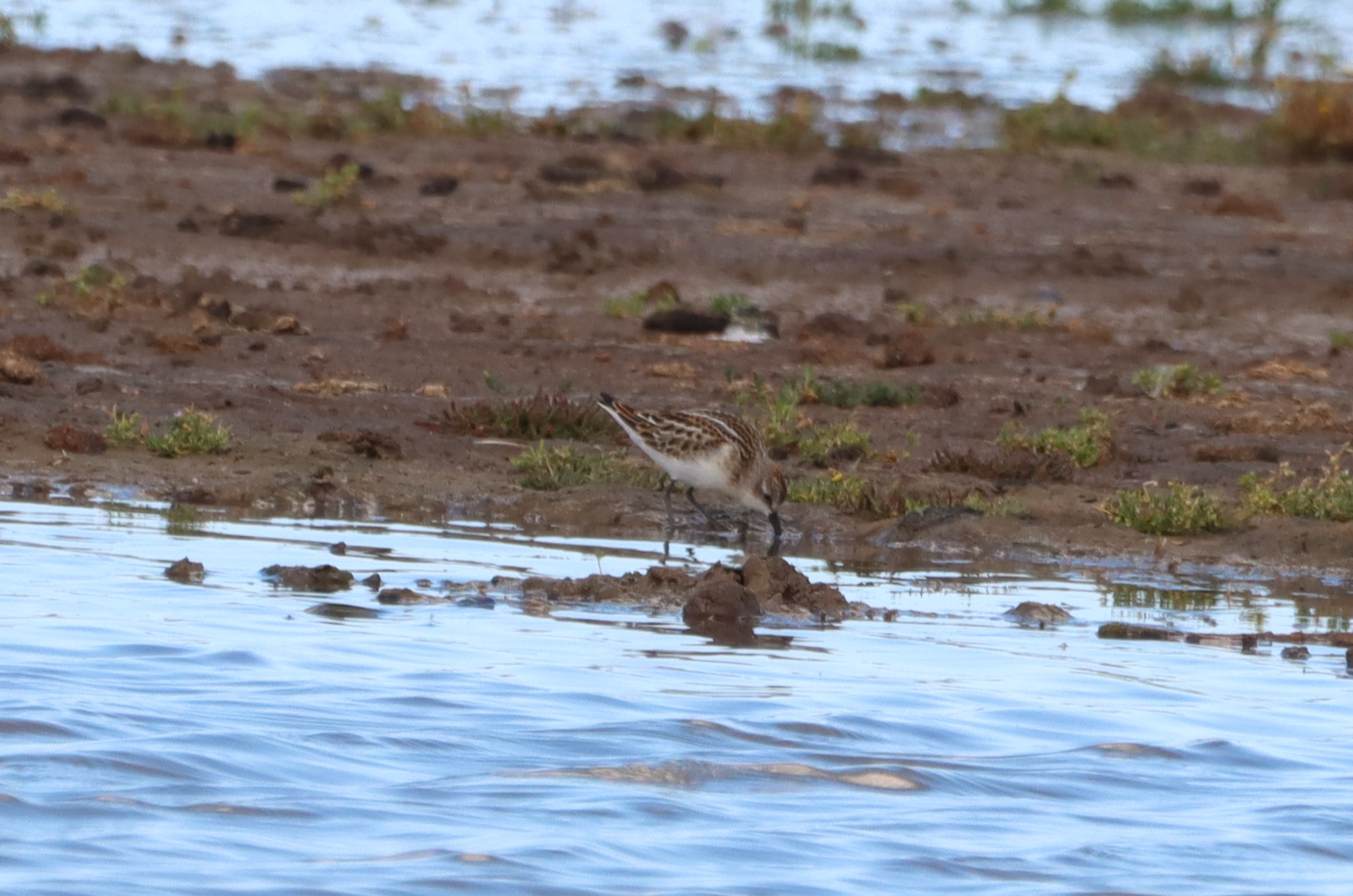 Little Stint - 05-09-2025