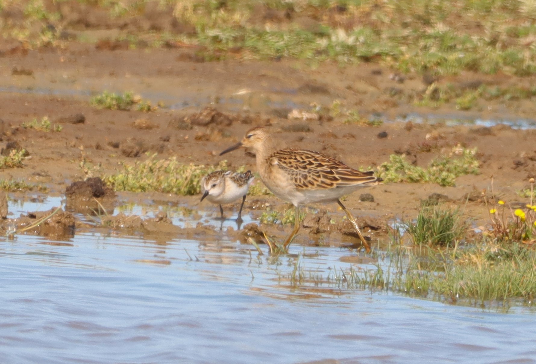 Little Stint - 05-09-2025