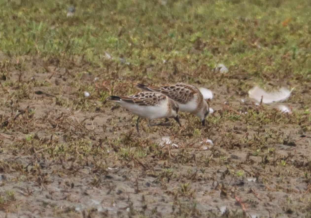 Little Stint - 12-09-2026