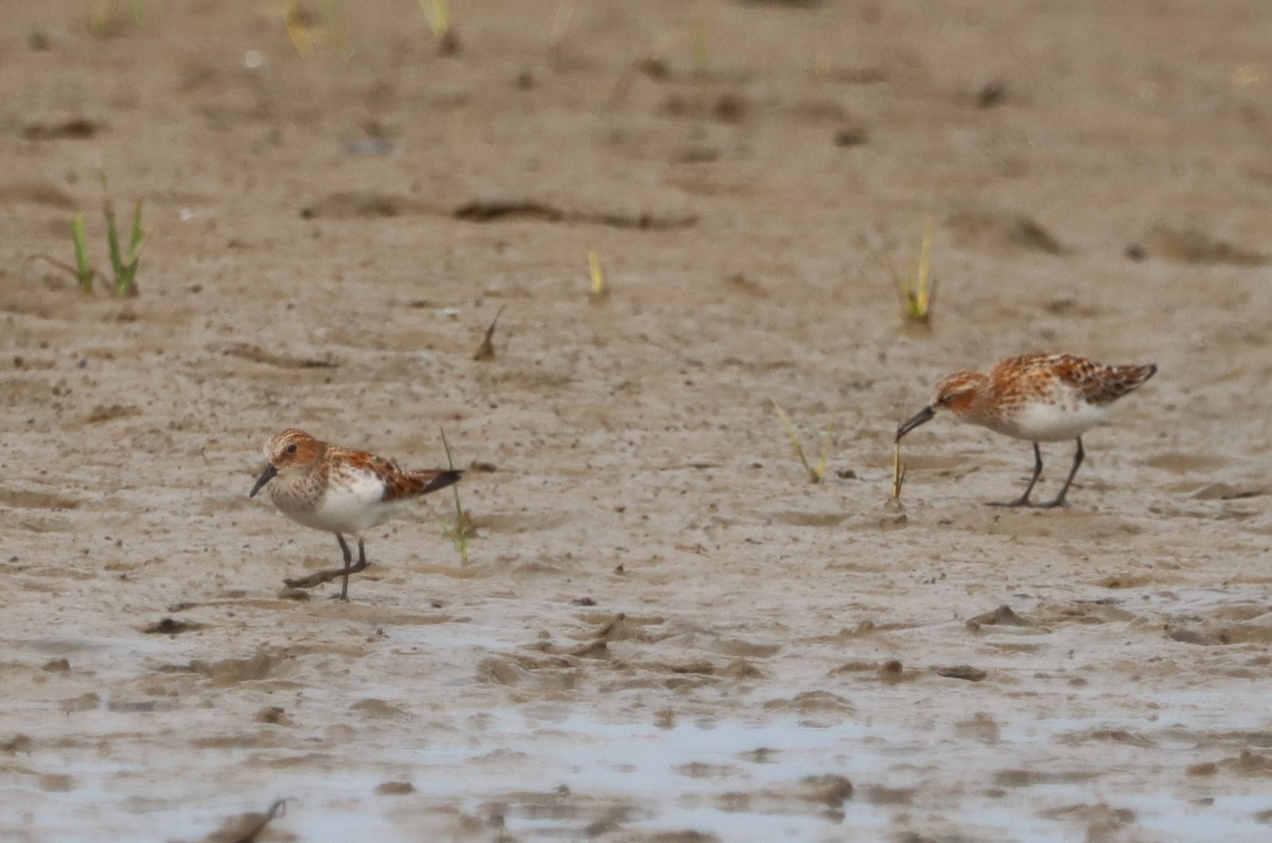 Little Stint - 18-05-2023