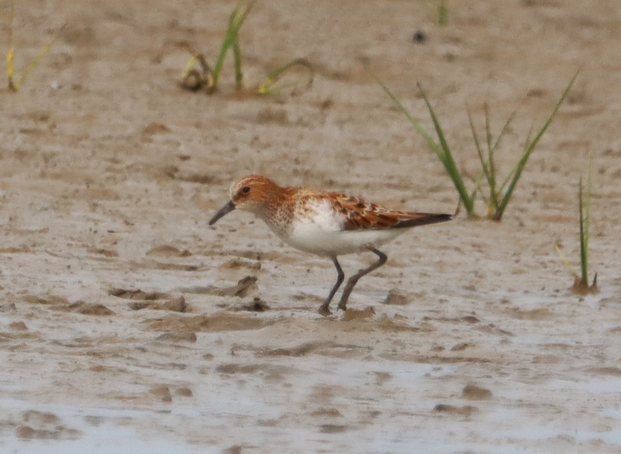 Little Stint - 18-05-2023