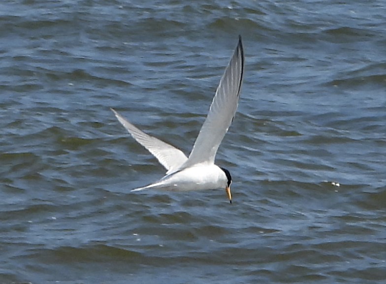 Little Tern - 01-06-2021