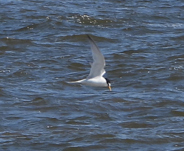 Little Tern - 29-05-2021