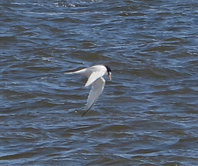 Little Tern - 29-05-2021