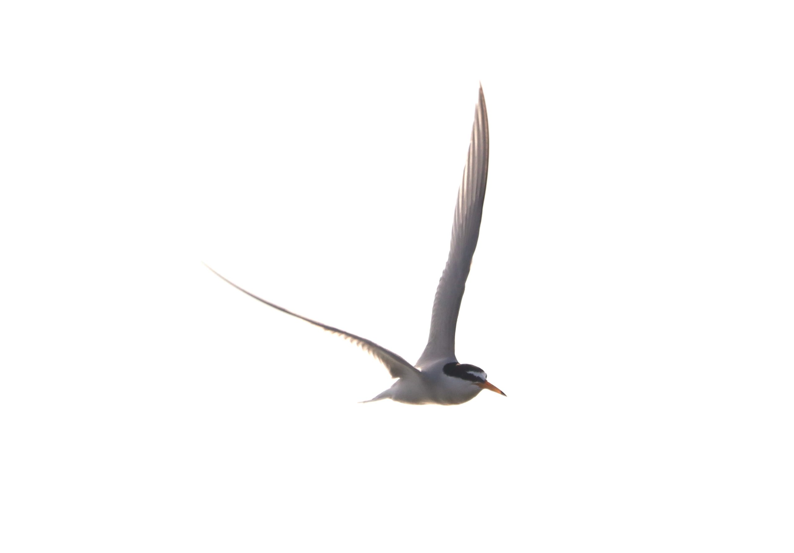Little Tern - 03-06-2026