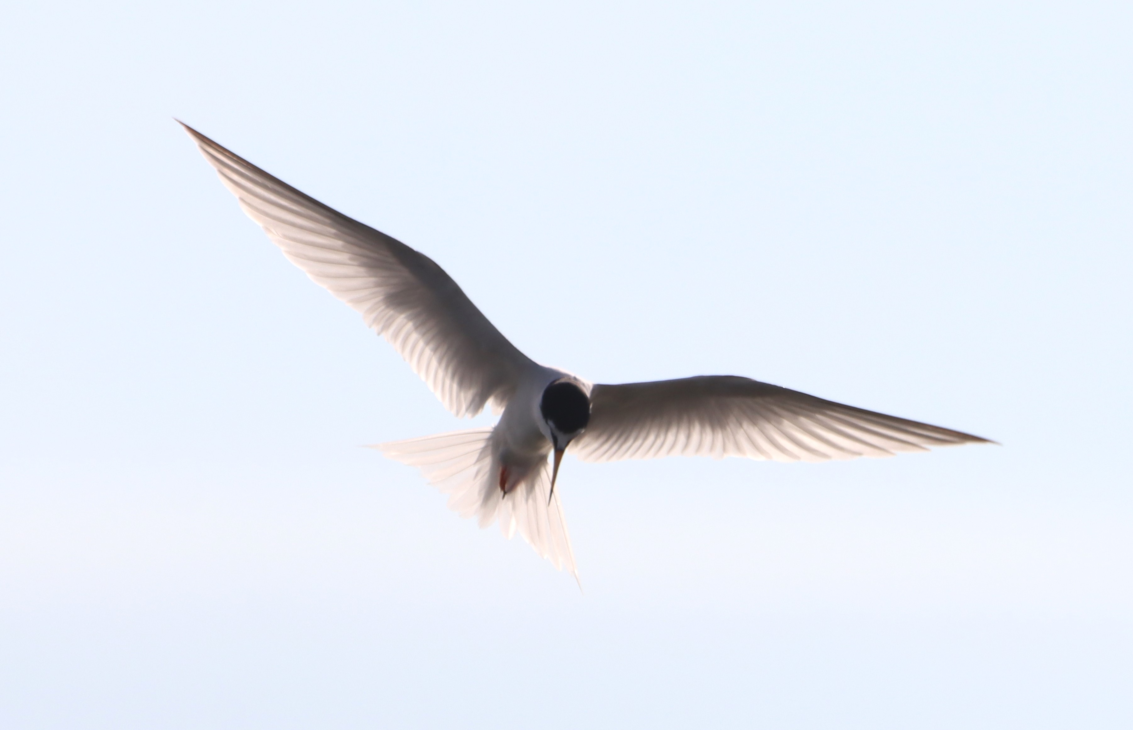 Little Tern - 03-06-2026