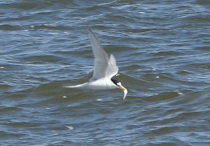 Little Tern - 02-06-2021