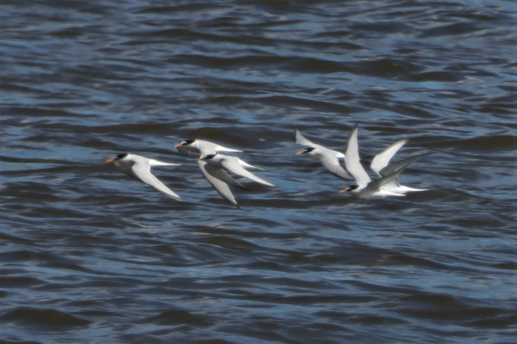 Little Tern - 24-05-2021