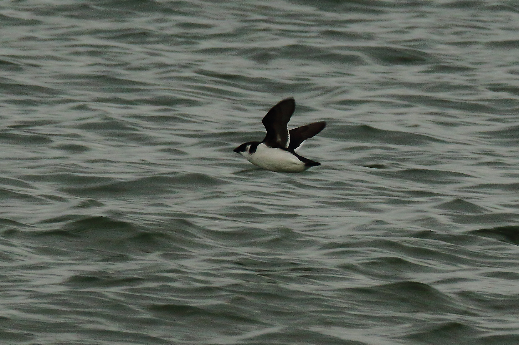 Little Auk - 06-11-2021