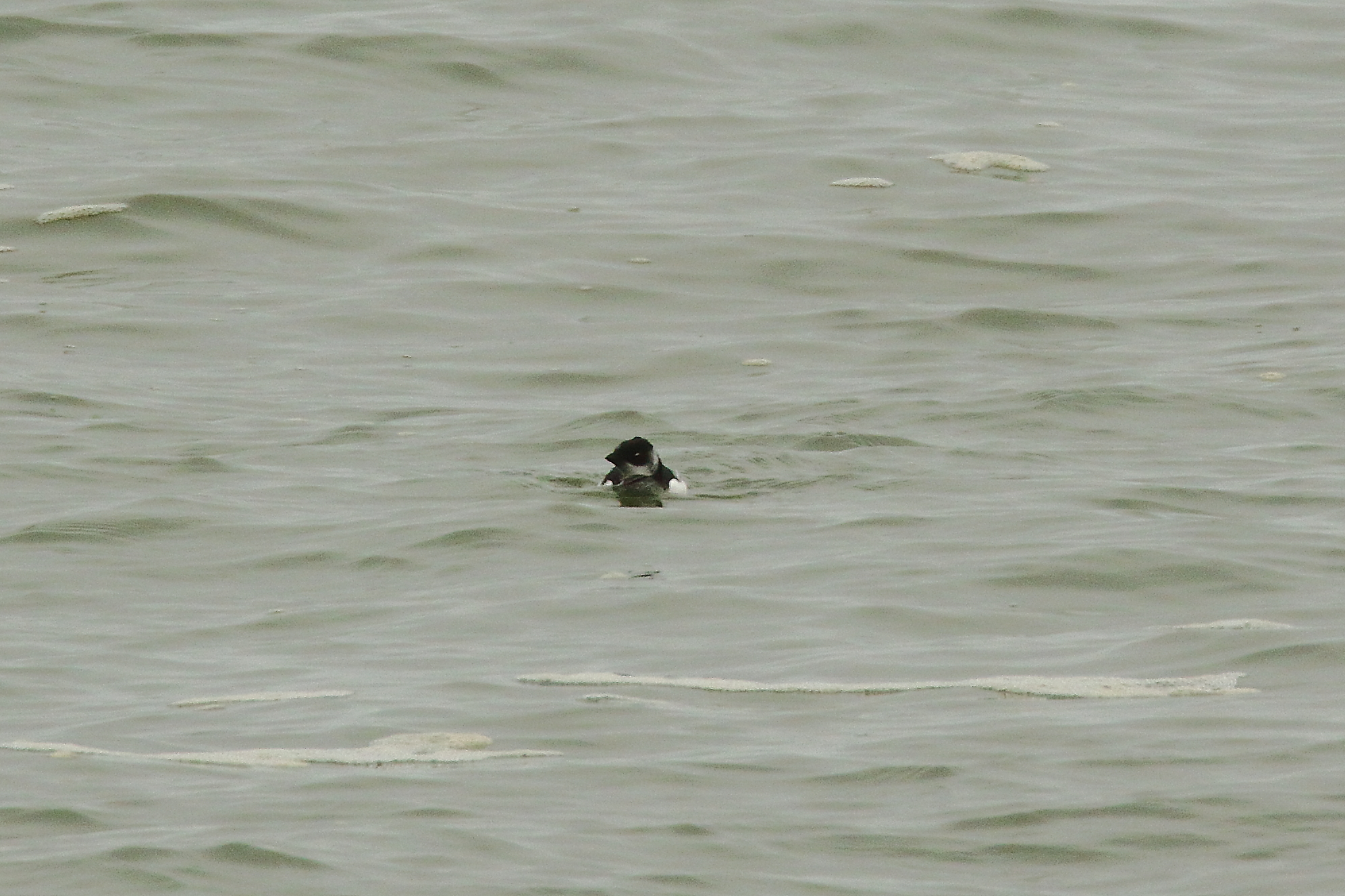 Little Auk - 23-10-2021