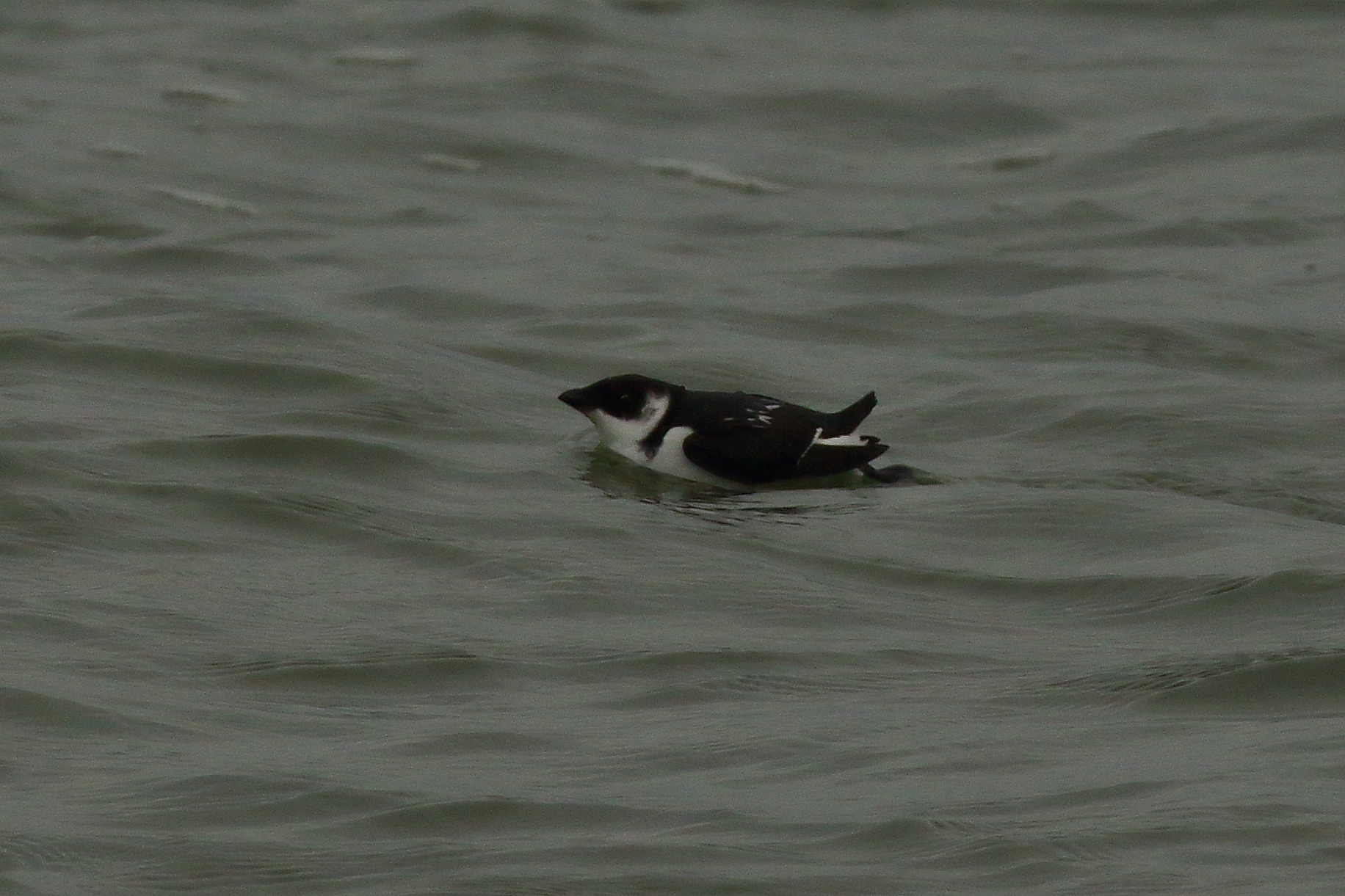 Little Auk - 06-11-2021