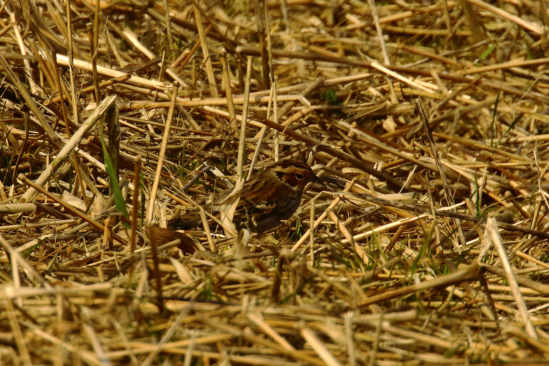 Little Bunting - 22-03-2022