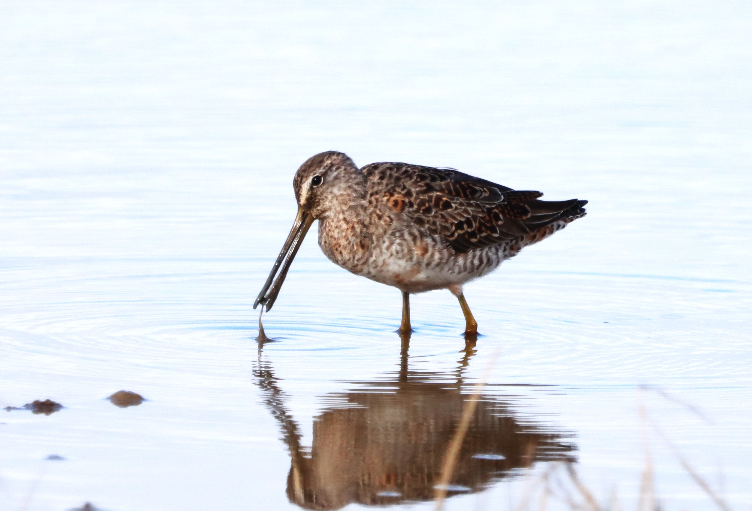 Long-billed Dowitcher - 13-04-2023