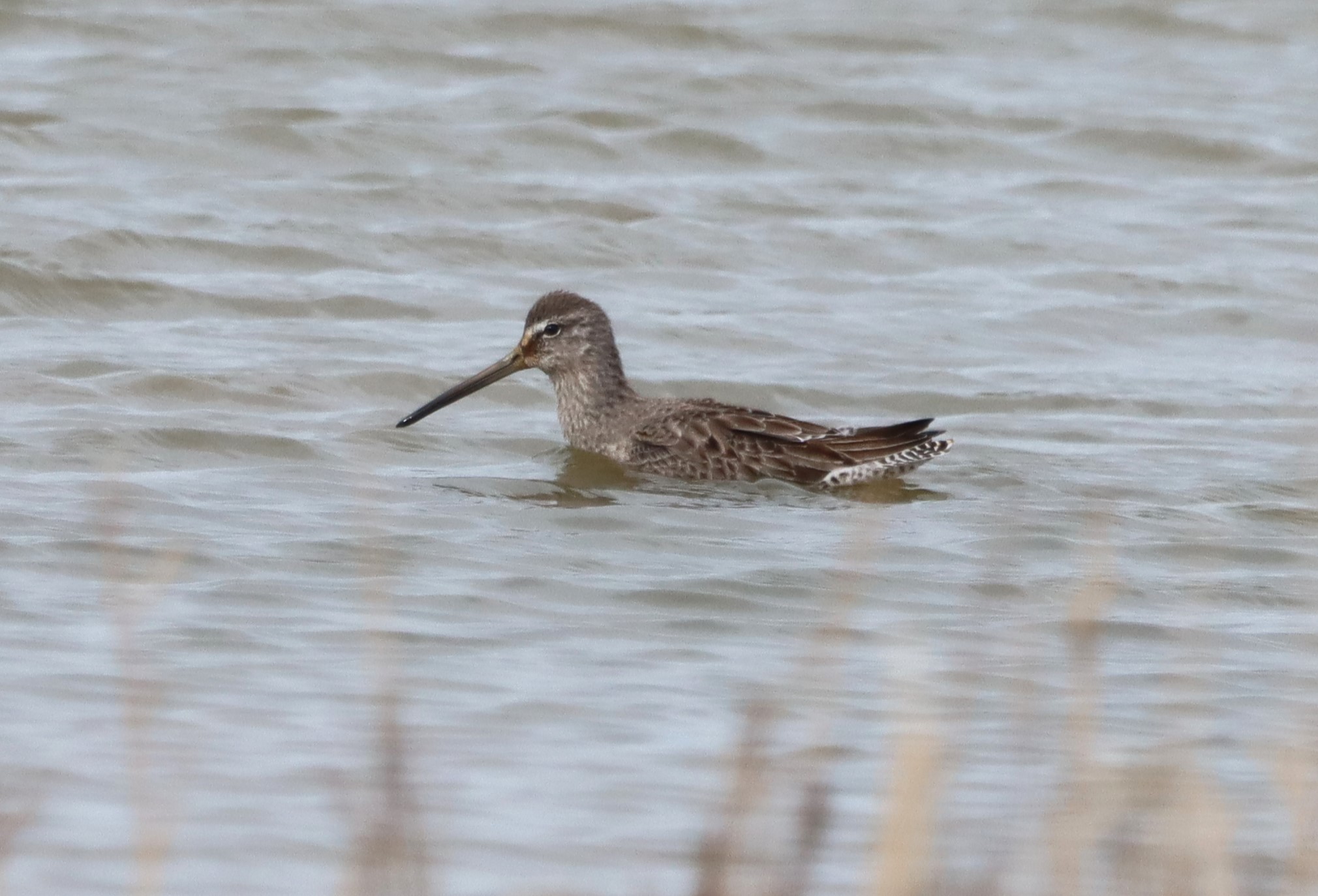 Long-billed Dowitcher - 16-03-2023