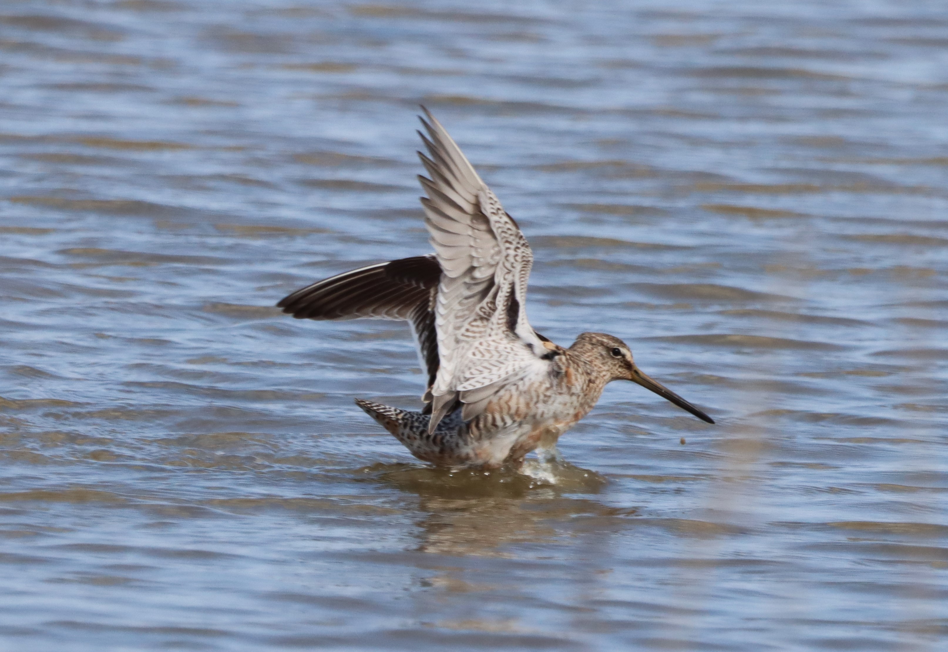 Long-billed Dowitcher - 16-04-2023