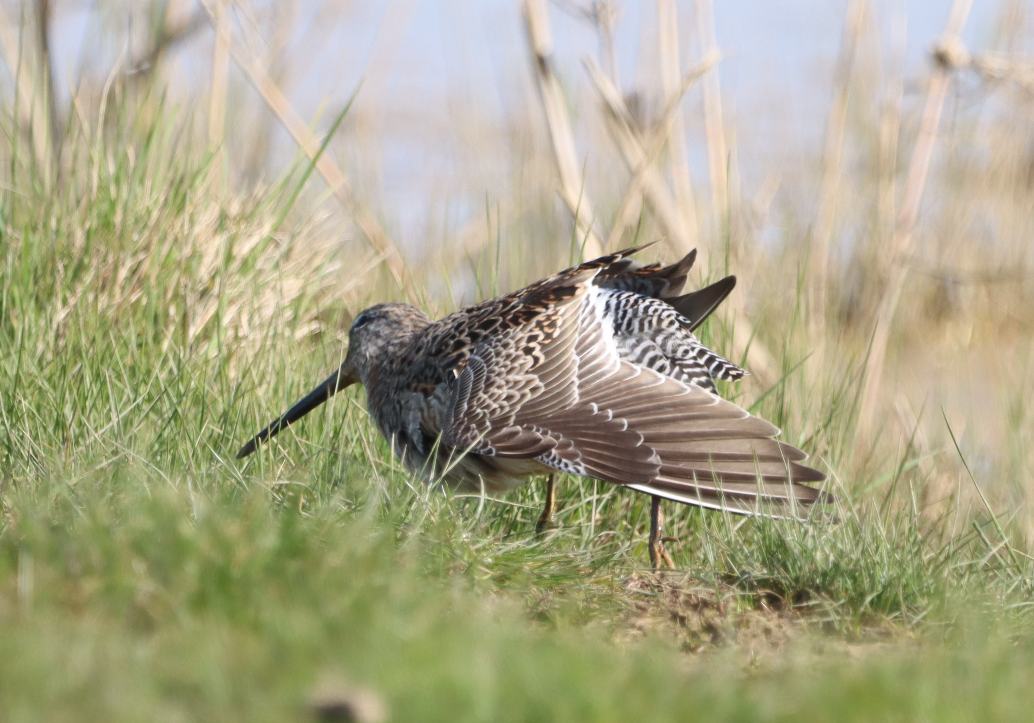 Long-billed Dowitcher - 16-04-2023