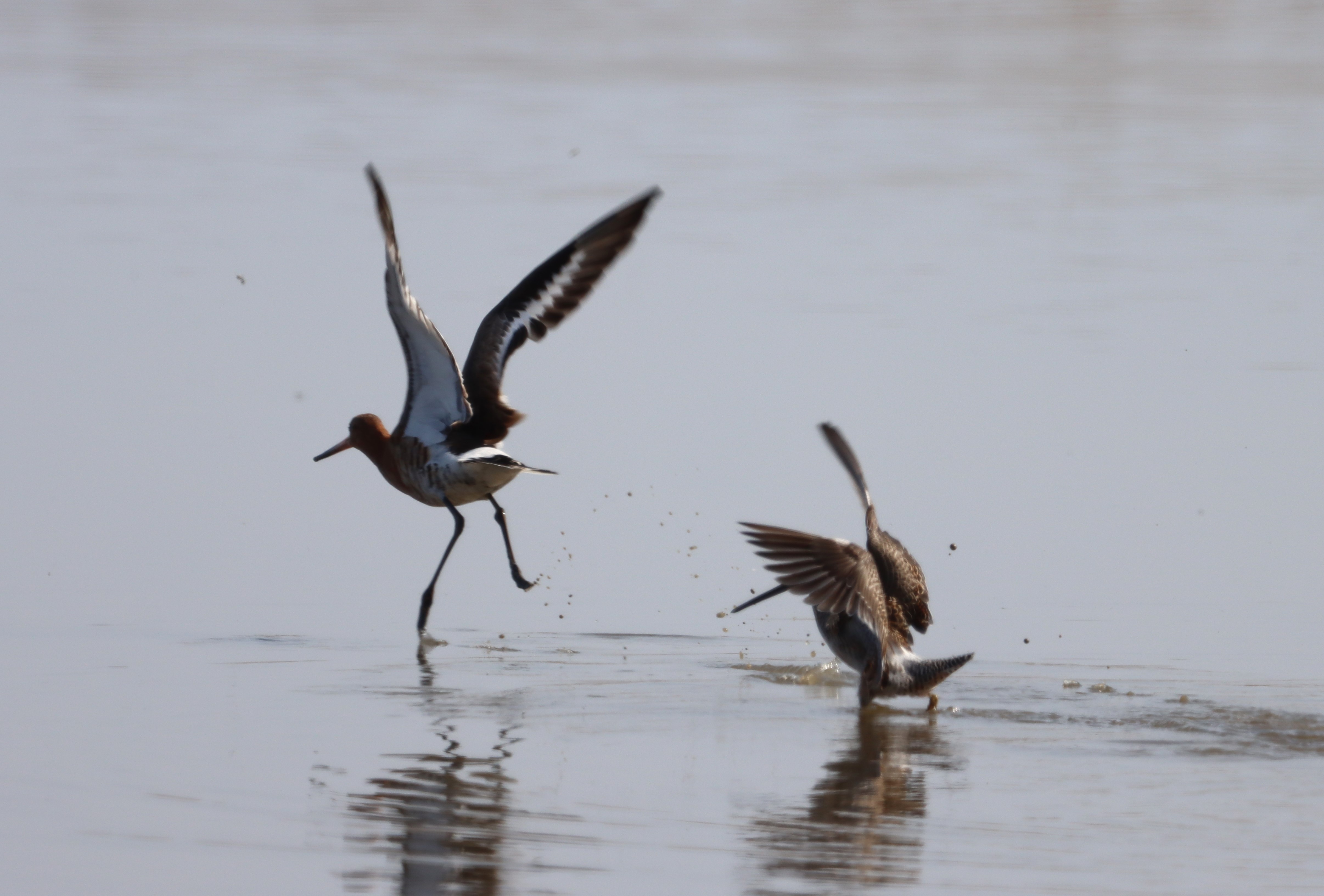 Long-billed Dowitcher - 16-04-2023