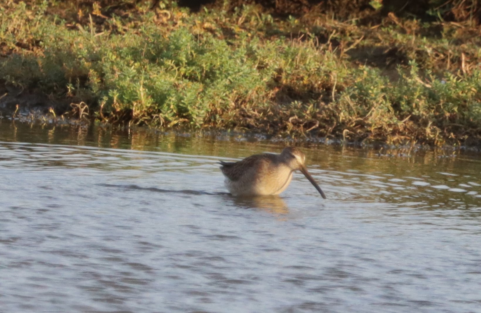 Long-billed Dowitcher - 19-10-2022