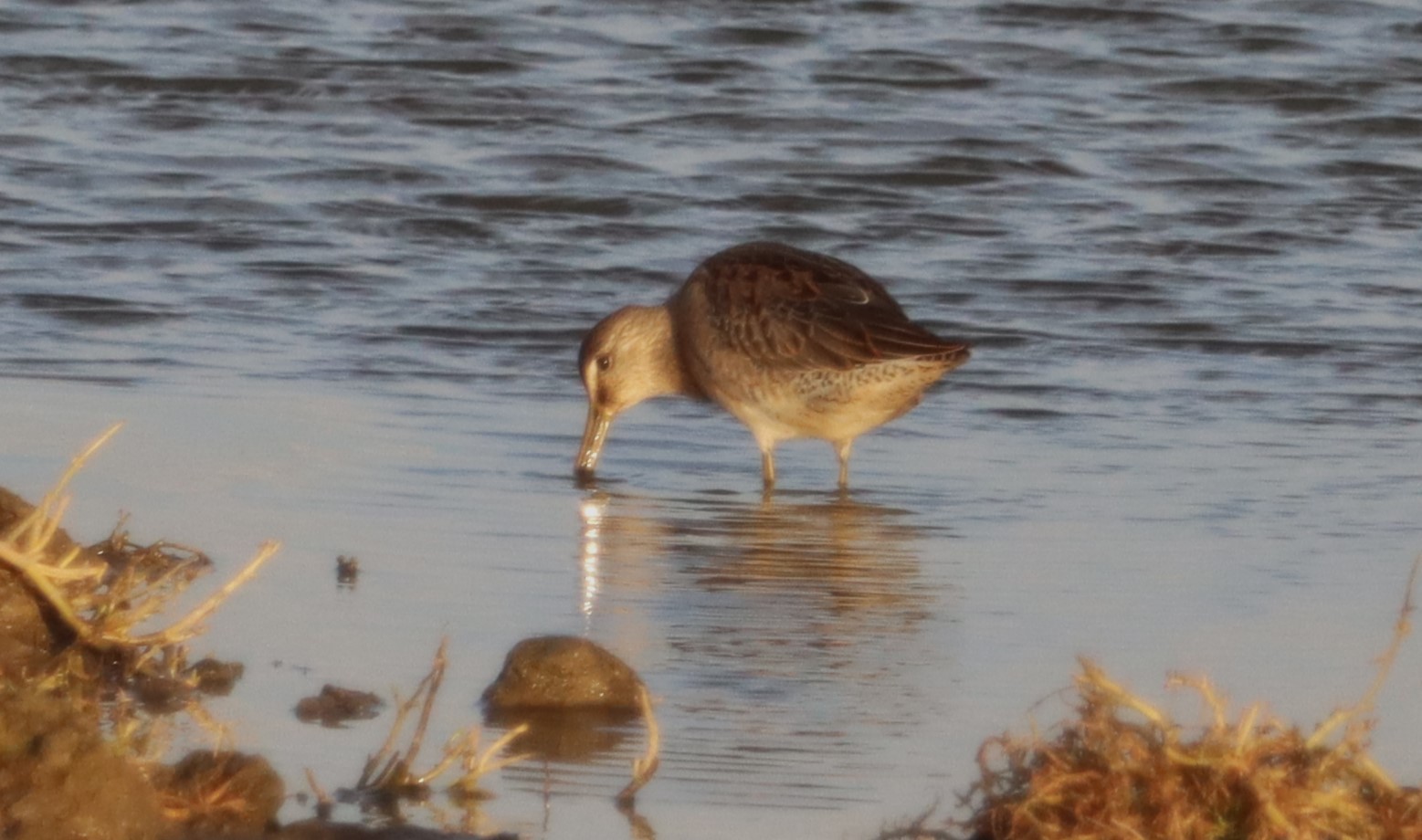 Long-billed Dowitcher - 19-10-2022